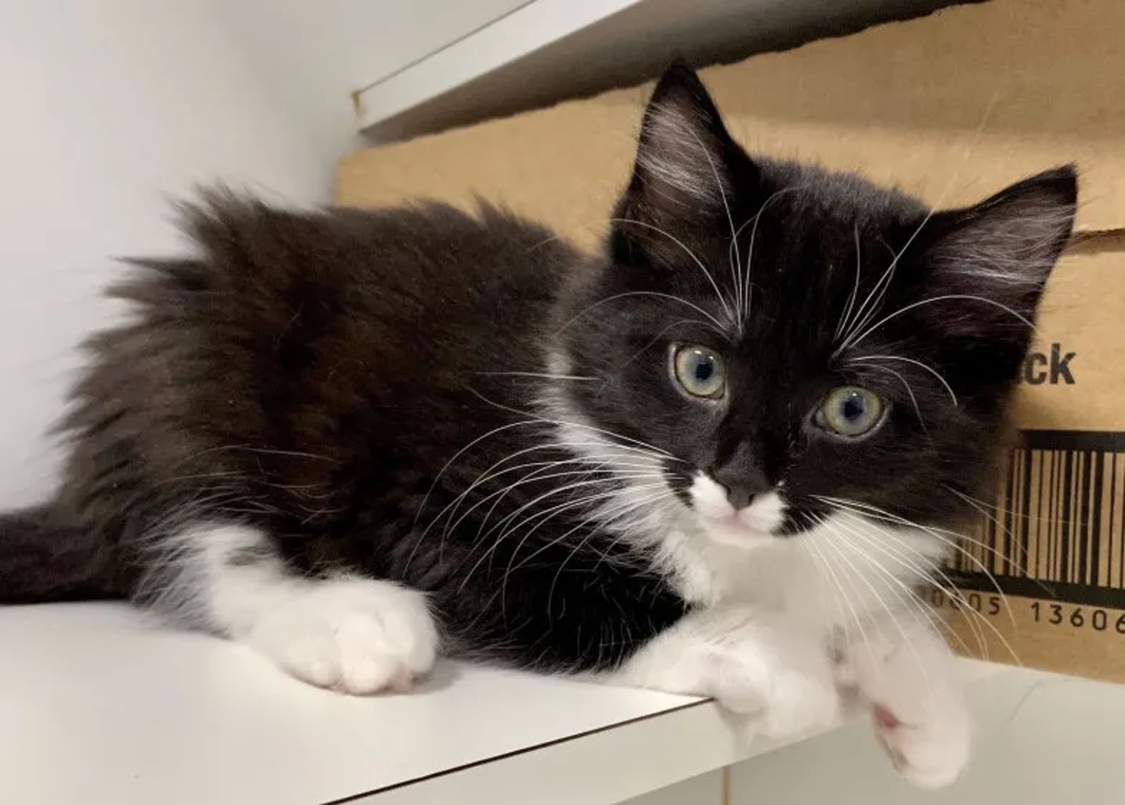 Return and Earn helps build SAFE homes for cats and dogs