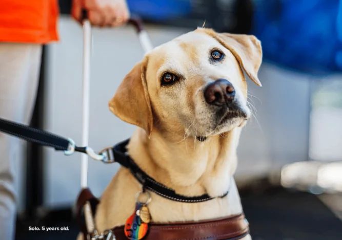 Solo, the Guide Dog looking at the camera.