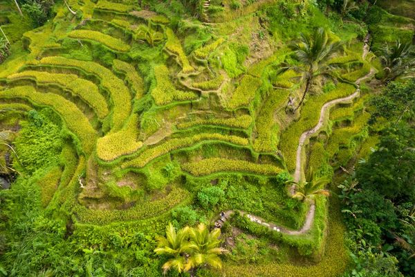 Indonesia in 21 giorni: l'itinerario completo da Bali a Komodo fino a Java