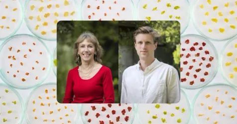 Forever Harvest Raises $717,000 for Lab-Grown Fruit Ingredients