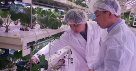 Japanese Agritech Culta Raises $4.5M for AI Crop Breeding