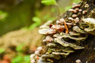 A vibrant ecosystem showcasing nature-inspired technological innovation.