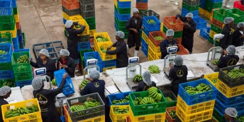 Kenyan Court Orders Twiga Foods to Pay for Unfair Dismissal