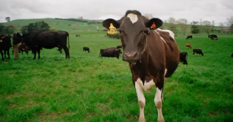 New Zealand Agritech Halter Raises $220 Million for Global Expansion