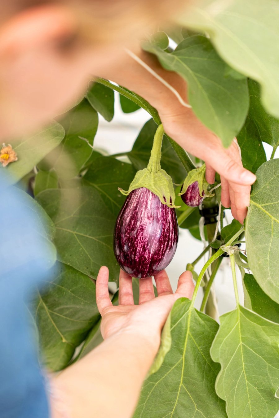 food À manger — Anatole Gonon, photographe