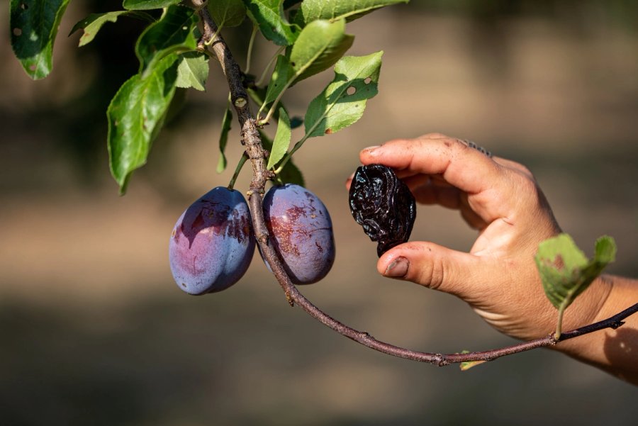 food À manger — Anatole Gonon, photographe