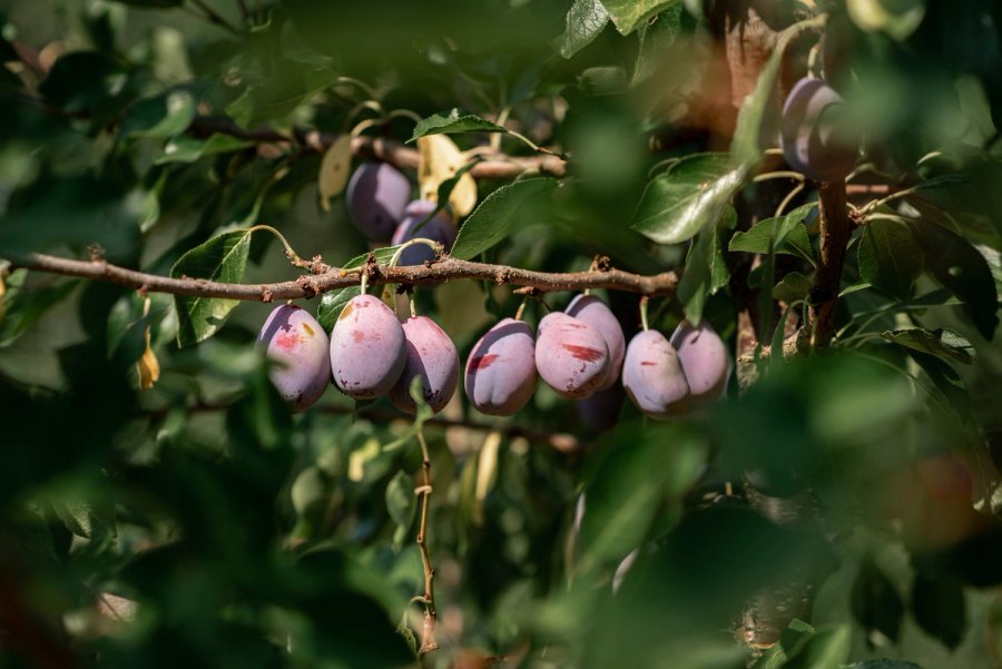 food À manger — Anatole Gonon, photographe