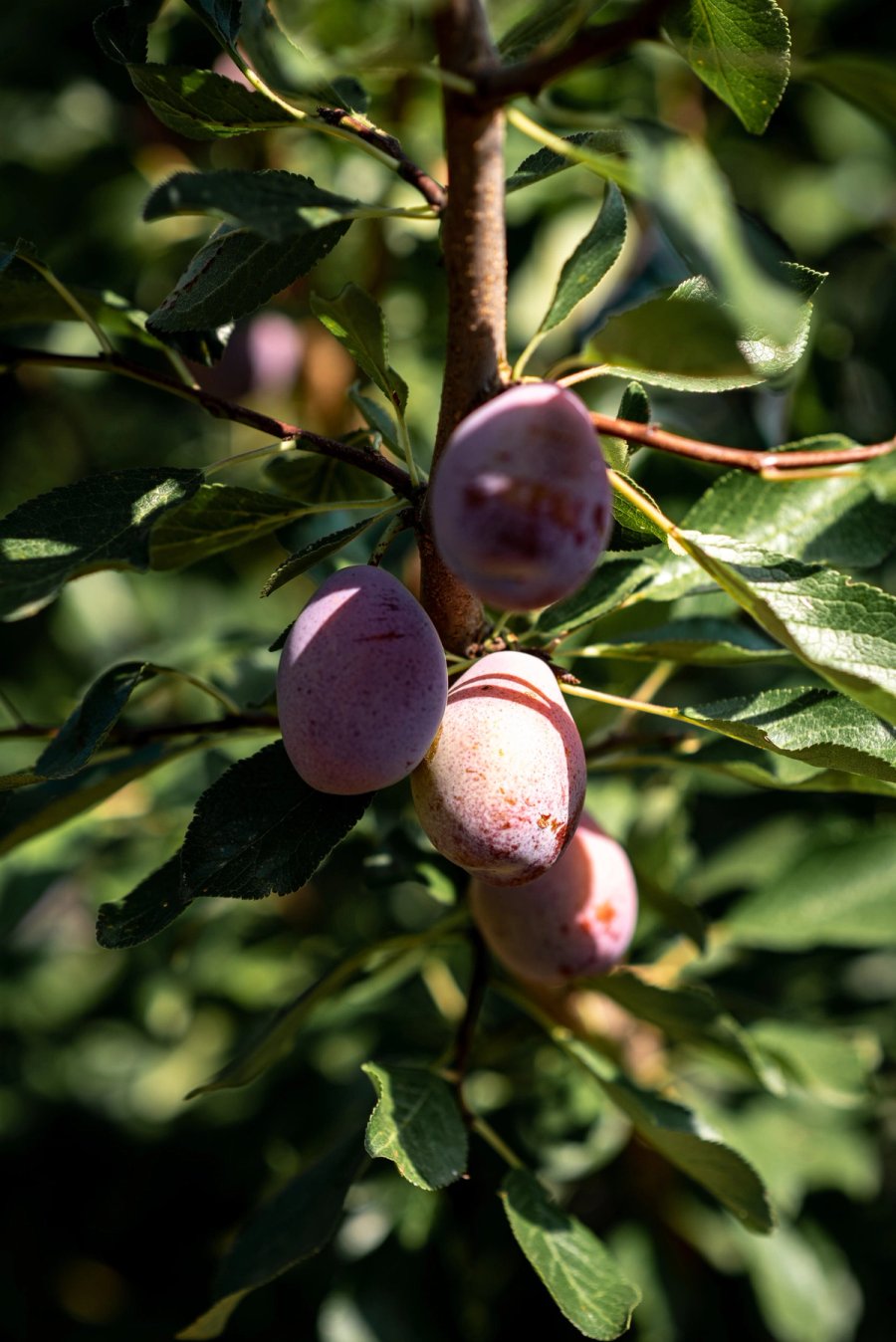 food À manger — Anatole Gonon, photographe
