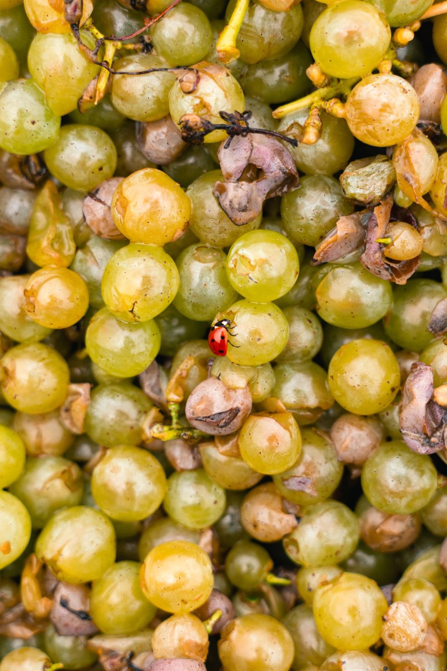 food À boire — Anatole Gonon, photographe