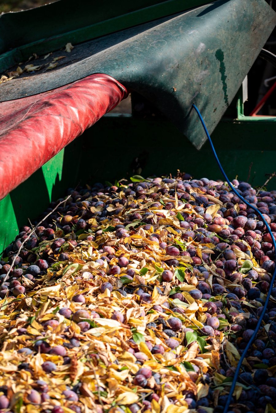 food À manger — Anatole Gonon, photographe