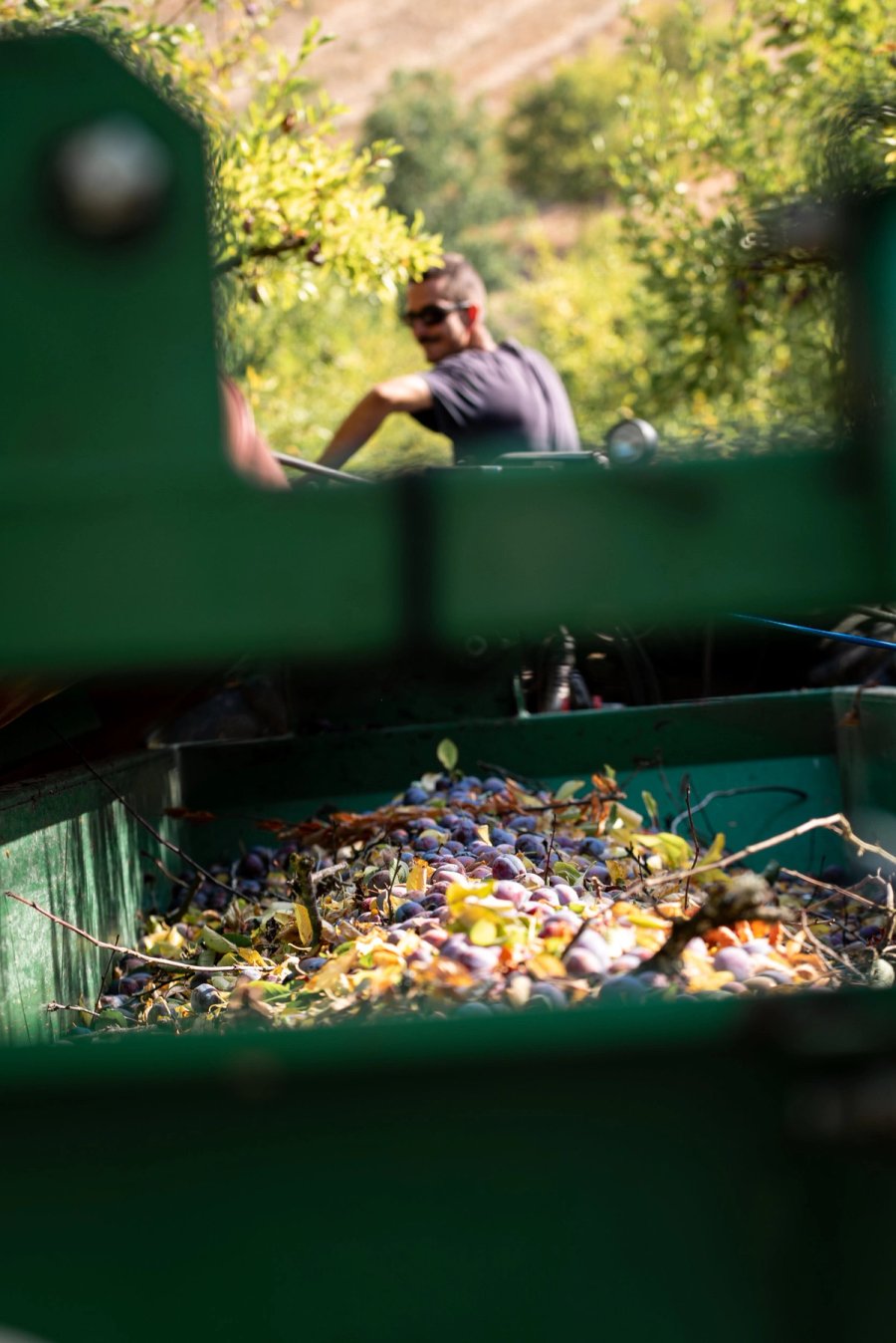 food À manger — Anatole Gonon, photographe