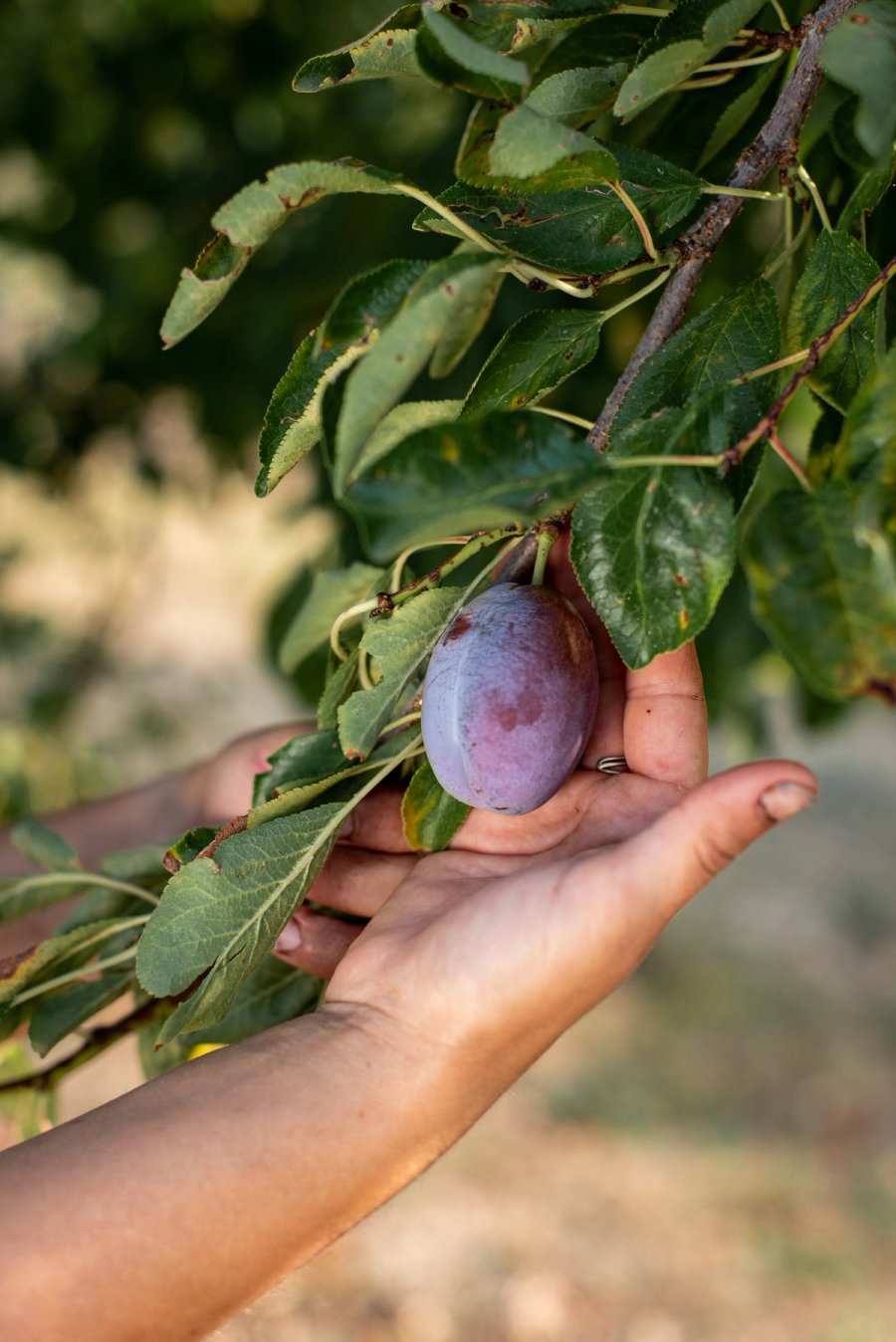 food À manger — Anatole Gonon, photographe