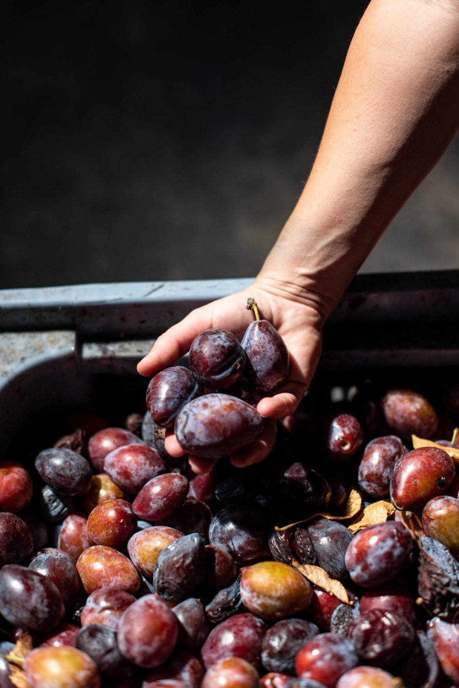 food À manger — Anatole Gonon, photographe