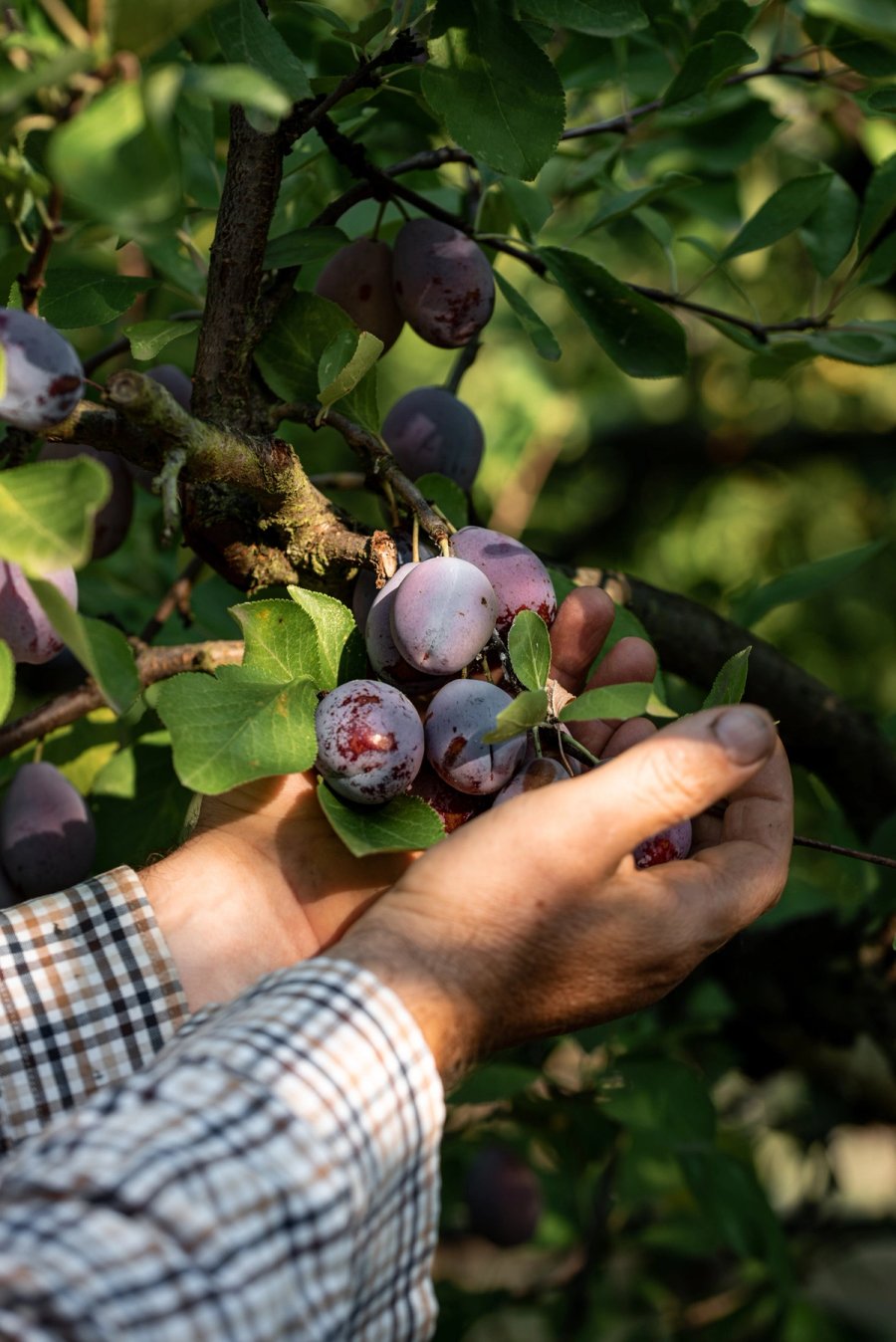 food À manger — Anatole Gonon, photographe