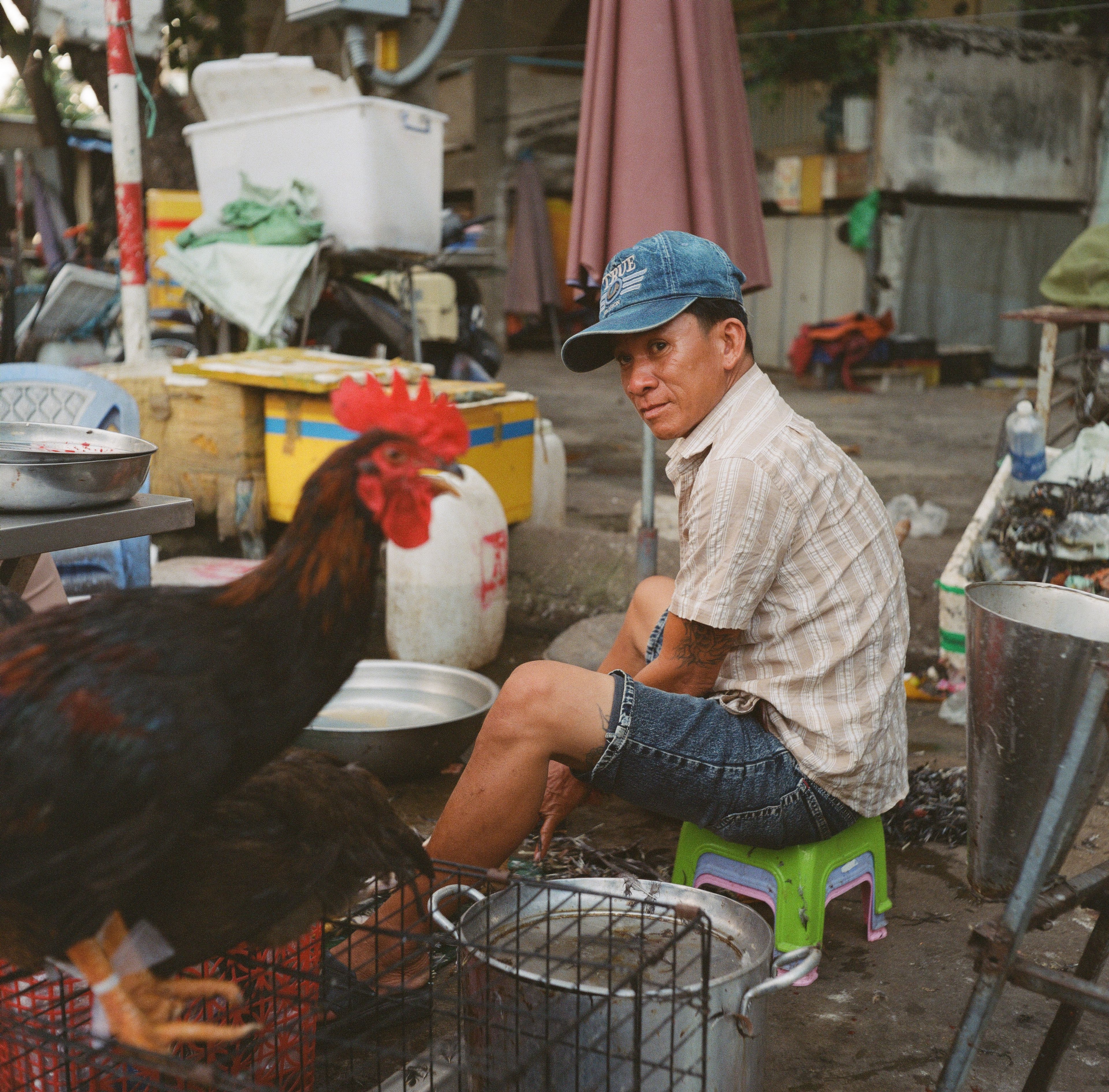 vietnam rooster