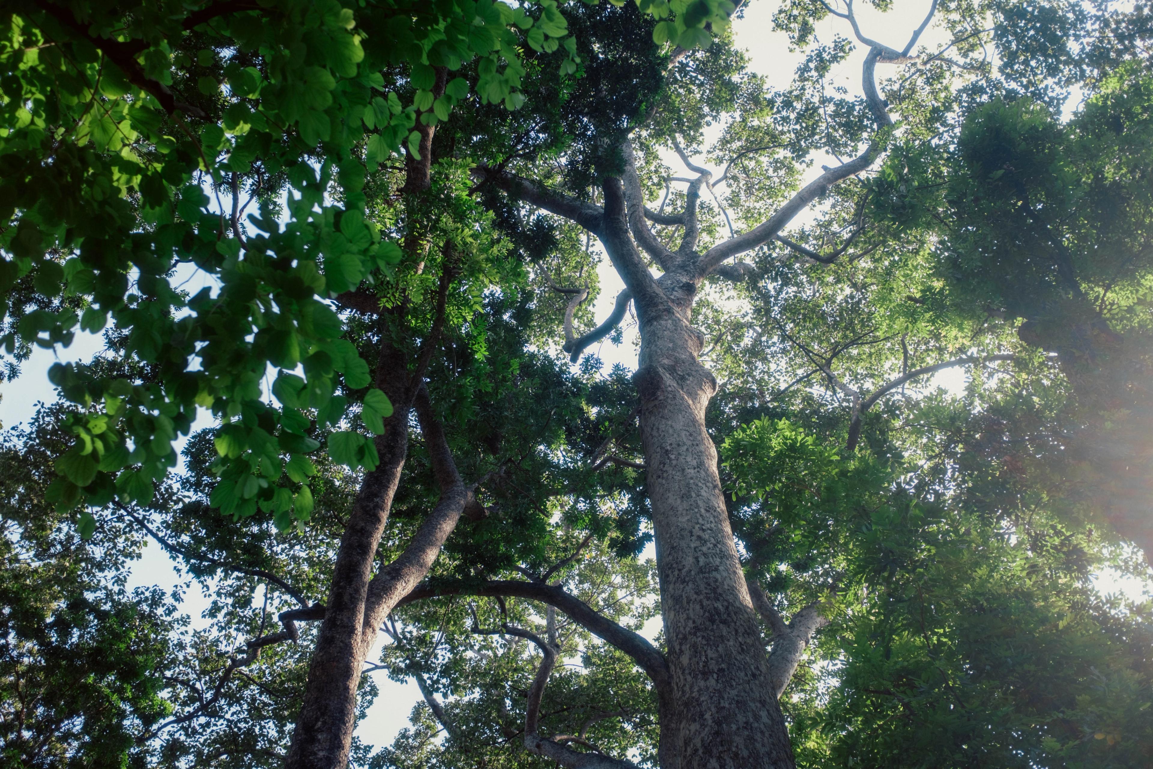 trees nature forest 