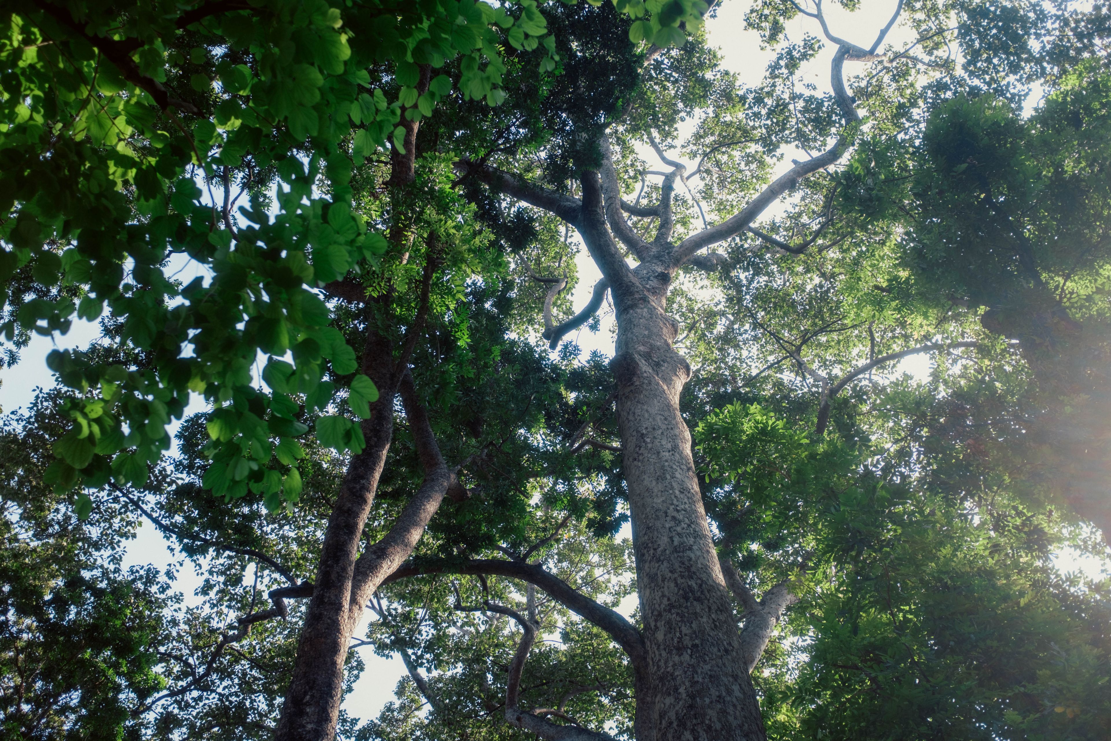 trees nature forest