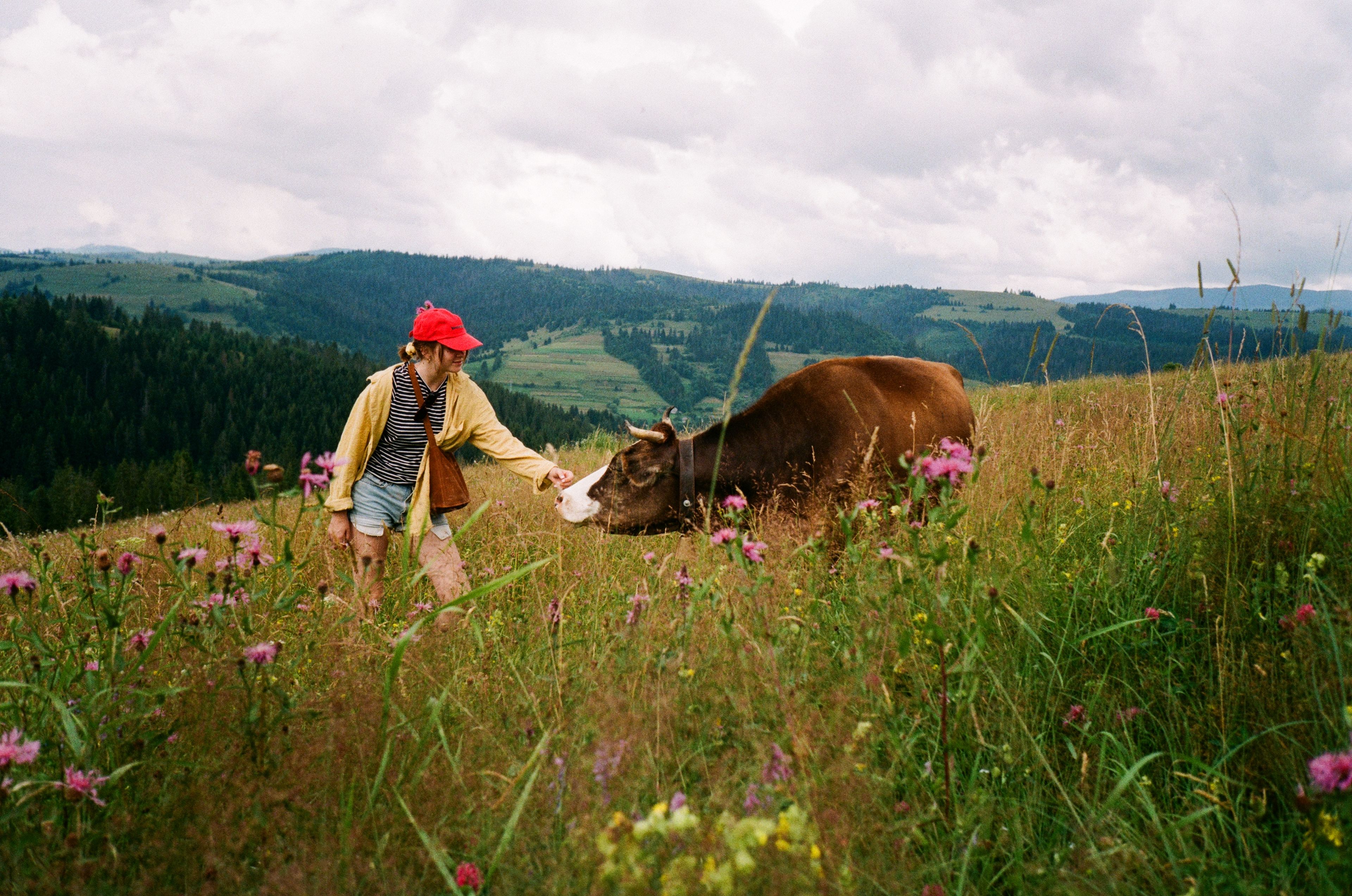 masha countryside town cow