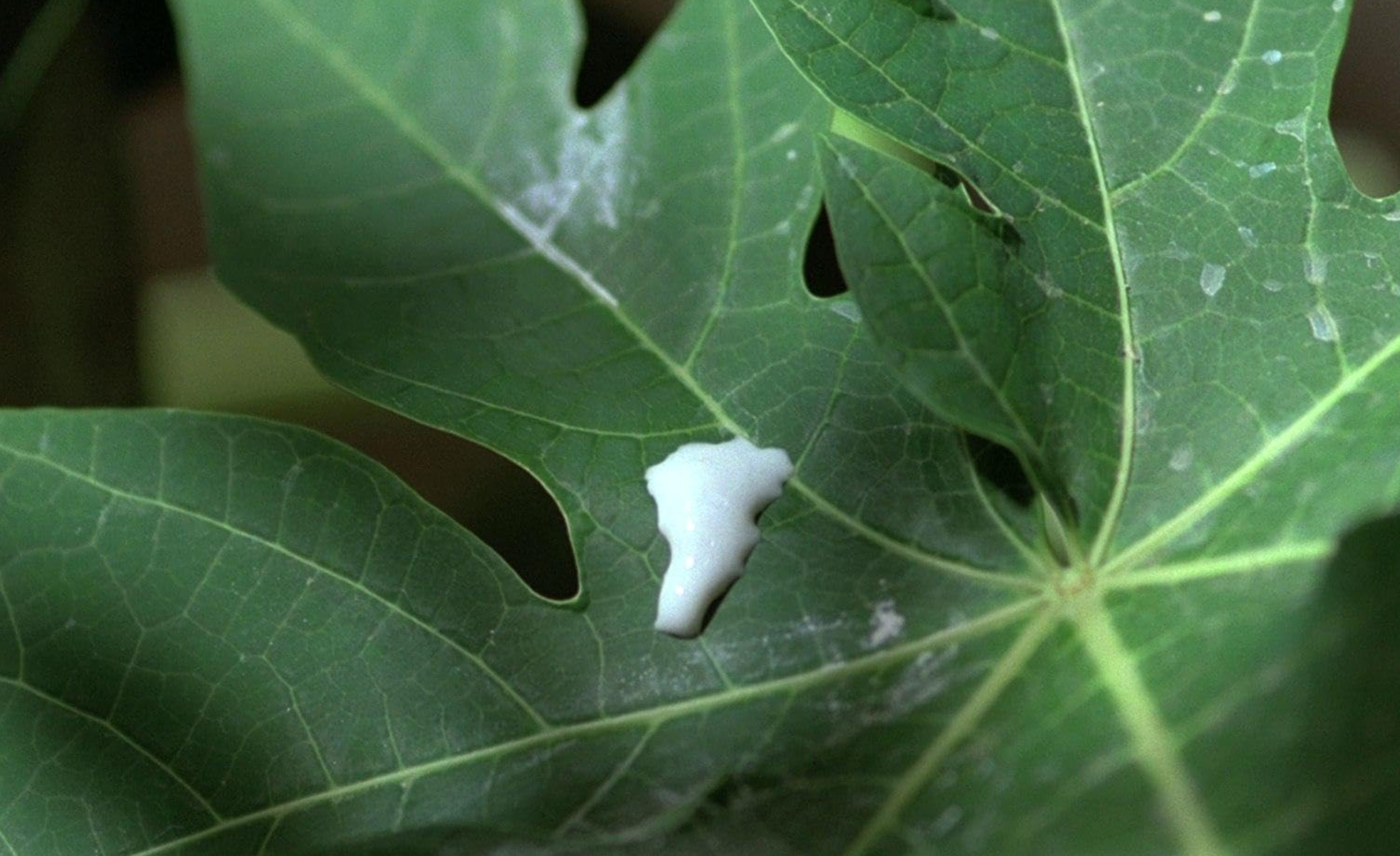 scent of green papaya ​​​​‌﻿‍﻿​‍​‍‌‍﻿﻿‌﻿​‍‌‍‍‌‌‍‌﻿‌‍‍‌‌‍﻿‍​‍​‍​﻿‍‍​‍​‍‌﻿​﻿‌‍​‌‌‍﻿‍‌‍‍‌‌﻿‌​‌﻿‍‌​‍﻿‍‌‍‍‌‌‍﻿﻿​‍​‍​‍﻿​​‍​‍‌‍‍​‌﻿​‍‌‍‌‌‌‍‌‍​‍​‍​﻿‍‍​‍​‍​‍﻿﻿‌﻿​﻿‌﻿‌​‌﻿‌‌‌‍‌​‌‍‍‌‌‍﻿﻿​‍﻿﻿‌‍‍‌‌‍﻿‍‌﻿‌​‌‍‌‌‌‍﻿‍‌﻿‌​​‍﻿﻿‌‍‌‌‌‍‌​‌‍‍‌‌﻿‌​​‍﻿﻿‌‍﻿‌‌‍﻿﻿‌‍‌​‌‍‌‌​﻿﻿‌‌﻿​​‌﻿​‍‌‍‌‌‌﻿​﻿‌‍‌‌‌‍﻿‍‌﻿‌​‌‍​‌‌﻿‌​‌‍‍‌‌‍﻿﻿‌‍﻿‍​﻿‍﻿‌‍‍‌‌‍‌​​﻿﻿‌‌‍‌‍‌‍​‍‌‍​‌‌‍​‍‌‍​‌​﻿​‌​﻿​‍‌‍​‌​‍﻿‌​﻿‌‌​﻿‌﻿​﻿​‍​﻿​‌​‍﻿‌​﻿‌​‌‍‌‍​﻿‌‍​﻿​‌​‍﻿‌​﻿‍‌​﻿‌‌​﻿​﻿​﻿​‍​‍﻿‌​﻿‍​‌‍‌‍​﻿‍‌​﻿‌﻿​﻿​﻿​﻿‌‍​﻿‌​‌‍‌​​﻿​﻿​﻿‍‌​﻿​​​﻿​‍​﻿‍﻿‌﻿‌​‌﻿‍‌‌﻿​​‌‍‌‌​﻿﻿‌‌﻿​​‌‍﻿﻿‌﻿​﻿‌﻿‌​​﻿‍﻿‌﻿​​‌‍​‌‌﻿‌​‌‍‍​​﻿﻿‌‌‍​﻿‌‍﻿﻿‌‍﻿‍‌﻿‌​‌‍‌‌‌‍﻿‍‌﻿‌​​‍‌‌​﻿‌‌‌​​‍‌‌﻿﻿‌‍‍﻿‌‍‌‌‌﻿‍‌​‍‌‌​﻿​﻿‌​‌​​‍‌‌​﻿​﻿‌​‌​​‍‌‌​﻿​‍​﻿​‍​﻿‍‌​﻿‌‌‌‍‌​‌‍​‍​﻿‌﻿‌‍‌‌​﻿‍‌​﻿​​‌‍‌​‌‍‌​​﻿‍‌​﻿​‌​‍‌‌​﻿​‍​﻿​‍​‍‌‌​﻿‌‌‌​‌​​‍﻿‍‌‍​‌‌‍﻿​‌﻿‌​​﻿﻿﻿‌‍​‍‌‍​‌‌﻿​﻿‌‍‌‌‌‌‌‌‌﻿​‍‌‍﻿​​﻿﻿‌​‍‌‌​﻿​‍‌​‌‍‌﻿​﻿‌﻿‌​‌﻿‌‌‌‍‌​‌‍‍‌‌‍﻿﻿​‍‌‍‌‍‍‌‌‍‌​​﻿﻿‌‌‍‌‍‌‍​‍‌‍​‌‌‍​‍‌‍​‌​﻿​‌​﻿​‍‌‍​‌​‍﻿‌​﻿‌‌​﻿‌﻿​﻿​‍​﻿​‌​‍﻿‌​﻿‌​‌‍‌‍​﻿‌‍​﻿​‌​‍﻿‌​﻿‍‌​﻿‌‌​﻿​﻿​﻿​‍​‍﻿‌​﻿‍​‌‍‌‍​﻿‍‌​﻿‌﻿​﻿​﻿​﻿‌‍​﻿‌​‌‍‌​​﻿​﻿​﻿‍‌​﻿​​​﻿​‍​‍‌‍‌﻿‌​‌﻿‍‌‌﻿​​‌‍‌‌​﻿﻿‌‌﻿​​‌‍﻿﻿‌﻿​﻿‌﻿‌​​‍‌‍‌﻿​​‌‍​‌‌﻿‌​‌‍‍​​﻿﻿‌‌‍​﻿‌‍﻿﻿‌‍﻿‍‌﻿‌​‌‍‌‌‌‍﻿‍‌﻿‌​​‍‌‌​﻿‌‌‌​​‍‌‌﻿﻿‌‍‍﻿‌‍‌‌‌﻿‍‌​‍‌‌​﻿​﻿‌​‌​​‍‌‌​﻿​﻿‌​‌​​‍‌‌​﻿​‍​﻿​‍​﻿‍‌​﻿‌‌‌‍‌​‌‍​‍​﻿‌﻿‌‍‌‌​﻿‍‌​﻿​​‌‍‌​‌‍‌​​﻿‍‌​﻿​‌​‍‌‌​﻿​‍​﻿​‍​‍‌‌​﻿‌‌‌​‌​​‍﻿‍‌‍​‌‌‍﻿​‌﻿‌​​‍​‍‌﻿﻿‌