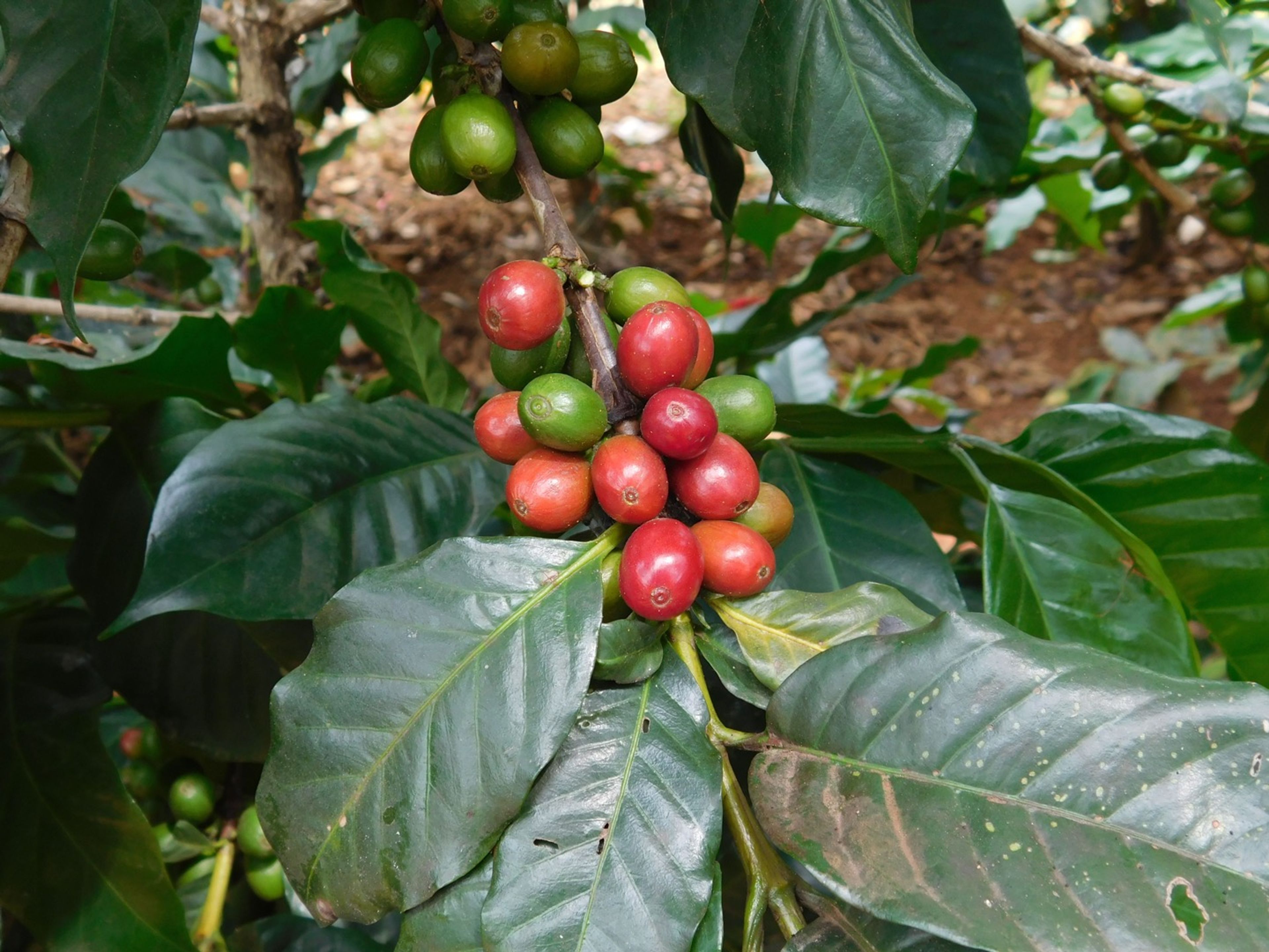 coffee plant da lat​​​​‌﻿‍﻿​‍​‍‌‍﻿﻿‌﻿​‍‌‍‍‌‌‍‌﻿‌‍‍‌‌‍﻿‍​‍​‍​﻿‍‍​‍​‍‌﻿​﻿‌‍​‌‌‍﻿‍‌‍‍‌‌﻿‌​‌﻿‍‌​‍﻿‍‌‍‍‌‌‍﻿﻿​‍​‍​‍﻿​​‍​‍‌‍‍​‌﻿​‍‌‍‌‌‌‍‌‍​‍​‍​﻿‍‍​‍​‍​‍﻿﻿‌﻿​﻿‌﻿‌​‌﻿‌‌‌‍‌​‌‍‍‌‌‍﻿﻿​‍﻿﻿‌‍‍‌‌‍﻿‍‌﻿‌​‌‍‌‌‌‍﻿‍‌﻿‌​​‍﻿﻿‌‍‌‌‌‍‌​‌‍‍‌‌﻿‌​​‍﻿﻿‌‍﻿‌‌‍﻿﻿‌‍‌​‌‍‌‌​﻿﻿‌‌﻿​​‌﻿​‍‌‍‌‌‌﻿​﻿‌‍‌‌‌‍﻿‍‌﻿‌​‌‍​‌‌﻿‌​‌‍‍‌‌‍﻿﻿‌‍﻿‍​﻿‍﻿‌‍‍‌‌‍‌​​﻿﻿‌‌‍‌​‌‍‌‍​﻿‍‌​﻿​‌​﻿‌‌​﻿‍‌​﻿​﻿​﻿‌​​‍﻿‌​﻿​‍​﻿​‍‌‍‌‌‌‍​‍​‍﻿‌​﻿‌​‌‍​‍‌‍​﻿‌‍​‌​‍﻿‌‌‍​‍‌‍​‍​﻿​​​﻿​‌​‍﻿‌‌‍​‌​﻿​﻿​﻿‌‌‌‍​‌‌‍​﻿​﻿​​‌‍‌‌‌‍​‍‌‍​‌​﻿‍​​﻿‍​​﻿‌​​﻿‍﻿‌﻿‌​‌﻿‍‌‌﻿​​‌‍‌‌​﻿﻿‌‌﻿​​‌‍﻿﻿‌﻿​﻿‌﻿‌​​﻿‍﻿‌﻿​​‌‍​‌‌﻿‌​‌‍‍​​﻿﻿‌‌‍​﻿‌‍﻿﻿‌‍﻿‍‌﻿‌​‌‍‌‌‌‍﻿‍‌﻿‌​​‍‌‌​﻿‌‌‌​​‍‌‌﻿﻿‌‍‍﻿‌‍‌‌‌﻿‍‌​‍‌‌​﻿​﻿‌​‌​​‍‌‌​﻿​﻿‌​‌​​‍‌‌​﻿​‍​﻿​‍​﻿‌​‌‍​‍​﻿‌‍‌‍‌‌​﻿​‍‌‍​‌‌‍​﻿‌‍​﻿‌‍​‍​﻿‌﻿‌‍‌‌​﻿‌‍​‍‌‌​﻿​‍​﻿​‍​‍‌‌​﻿‌‌‌​‌​​‍﻿‍‌‍​‌‌‍﻿​‌﻿‌​​﻿﻿﻿‌‍​‍‌‍​‌‌﻿​﻿‌‍‌‌‌‌‌‌‌﻿​‍‌‍﻿​​﻿﻿‌​‍‌‌​﻿​‍‌​‌‍‌﻿​﻿‌﻿‌​‌﻿‌‌‌‍‌​‌‍‍‌‌‍﻿﻿​‍‌‍‌‍‍‌‌‍‌​​﻿﻿‌‌‍‌​‌‍‌‍​﻿‍‌​﻿​‌​﻿‌‌​﻿‍‌​﻿​﻿​﻿‌​​‍﻿‌​﻿​‍​﻿​‍‌‍‌‌‌‍​‍​‍﻿‌​﻿‌​‌‍​‍‌‍​﻿‌‍​‌​‍﻿‌‌‍​‍‌‍​‍​﻿​​​﻿​‌​‍﻿‌‌‍​‌​﻿​﻿​﻿‌‌‌‍​‌‌‍​﻿​﻿​​‌‍‌‌‌‍​‍‌‍​‌​﻿‍​​﻿‍​​﻿‌​​‍‌‍‌﻿‌​‌﻿‍‌‌﻿​​‌‍‌‌​﻿﻿‌‌﻿​​‌‍﻿﻿‌﻿​﻿‌﻿‌​​‍‌‍‌﻿​​‌‍​‌‌﻿‌​‌‍‍​​﻿﻿‌‌‍​﻿‌‍﻿﻿‌‍﻿‍‌﻿‌​‌‍‌‌‌‍﻿‍‌﻿‌​​‍‌‌​﻿‌‌‌​​‍‌‌﻿﻿‌‍‍﻿‌‍‌‌‌﻿‍‌​‍‌‌​﻿​﻿‌​‌​​‍‌‌​﻿​﻿‌​‌​​‍‌‌​﻿​‍​﻿​‍​﻿‌​‌‍​‍​﻿‌‍‌‍‌‌​﻿​‍‌‍​‌‌‍​﻿‌‍​﻿‌‍​‍​﻿‌﻿‌‍‌‌​﻿‌‍​‍‌‌​﻿​‍​﻿​‍​‍‌‌​﻿‌‌‌​‌​​‍﻿‍‌‍​‌‌‍﻿​‌﻿‌​​‍‌‍‌﻿​​‌‍‌‌‌﻿​‍‌﻿​﻿‌﻿​​‌‍‌‌‌‍​﻿‌﻿‌​‌‍‍‌‌﻿‌‍‌‍‌‌​﻿﻿‌‌﻿​​‌﻿‌‌‌‍​‍‌‍﻿​‌‍‍‌‌﻿​﻿‌‍‍​‌‍‌‌‌‍‌​​‍​‍‌﻿﻿‌