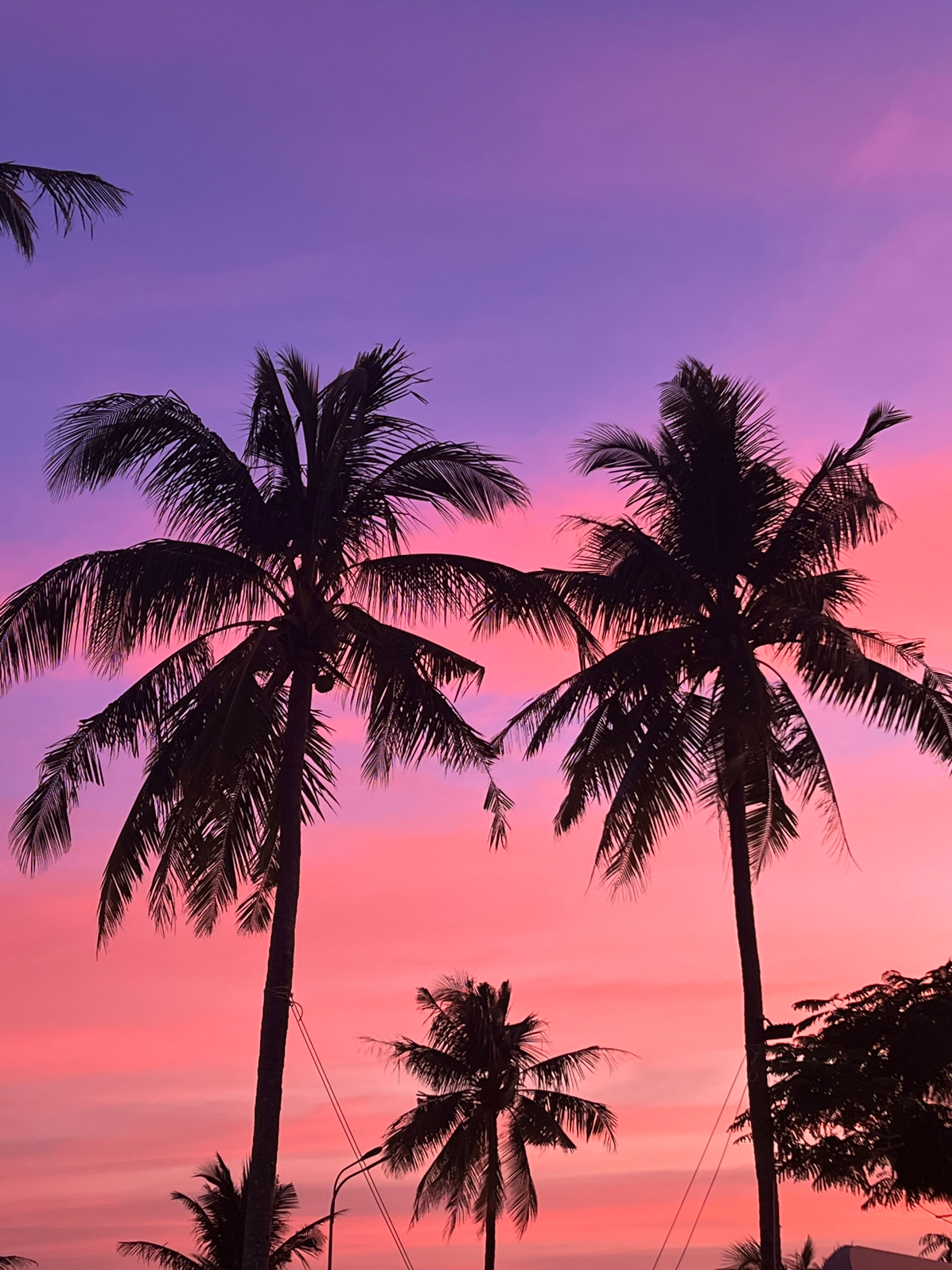 palm trees sunset vietnam beautiful