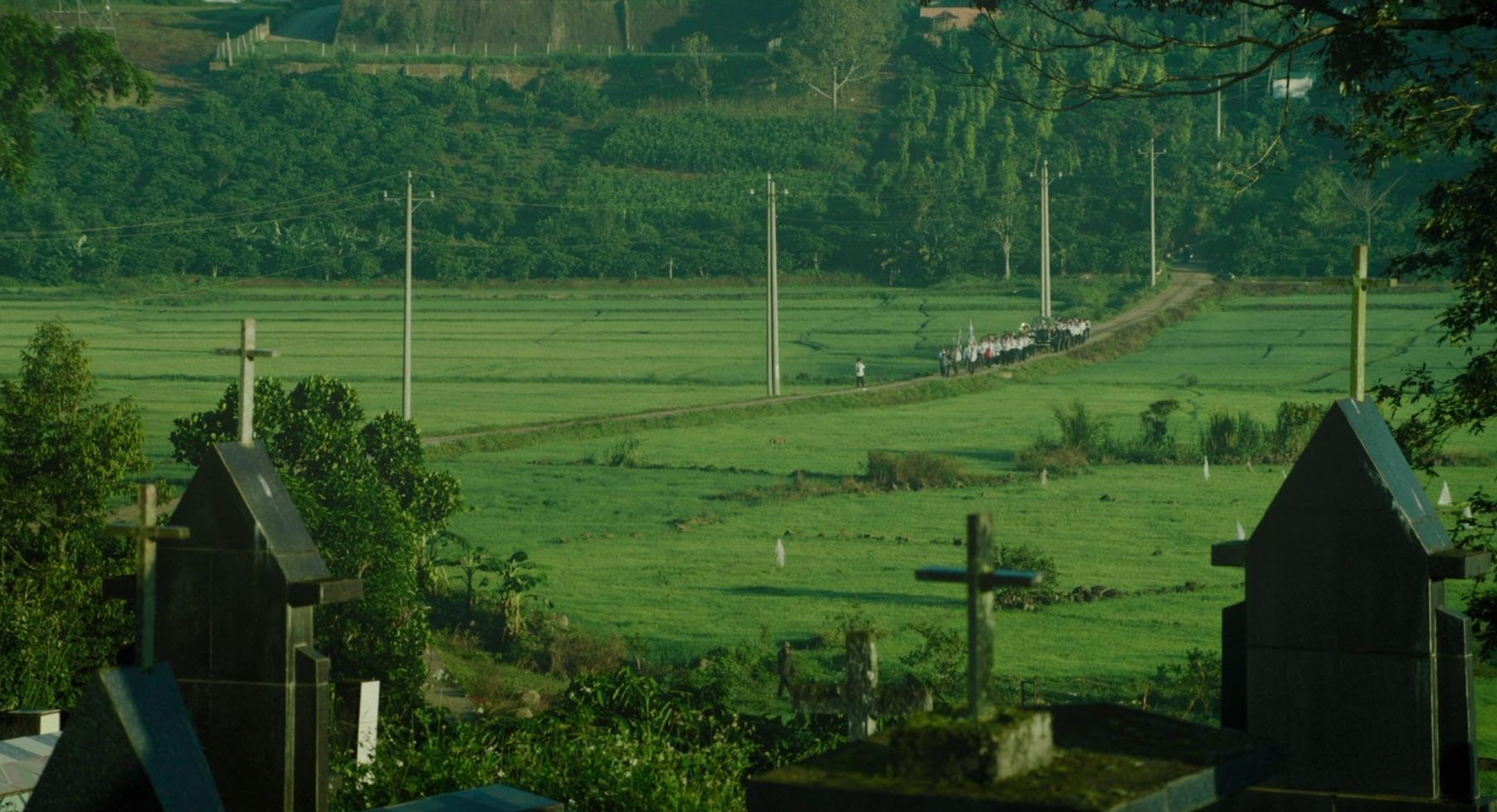 Inside The Yellow Cocoon Shell 
