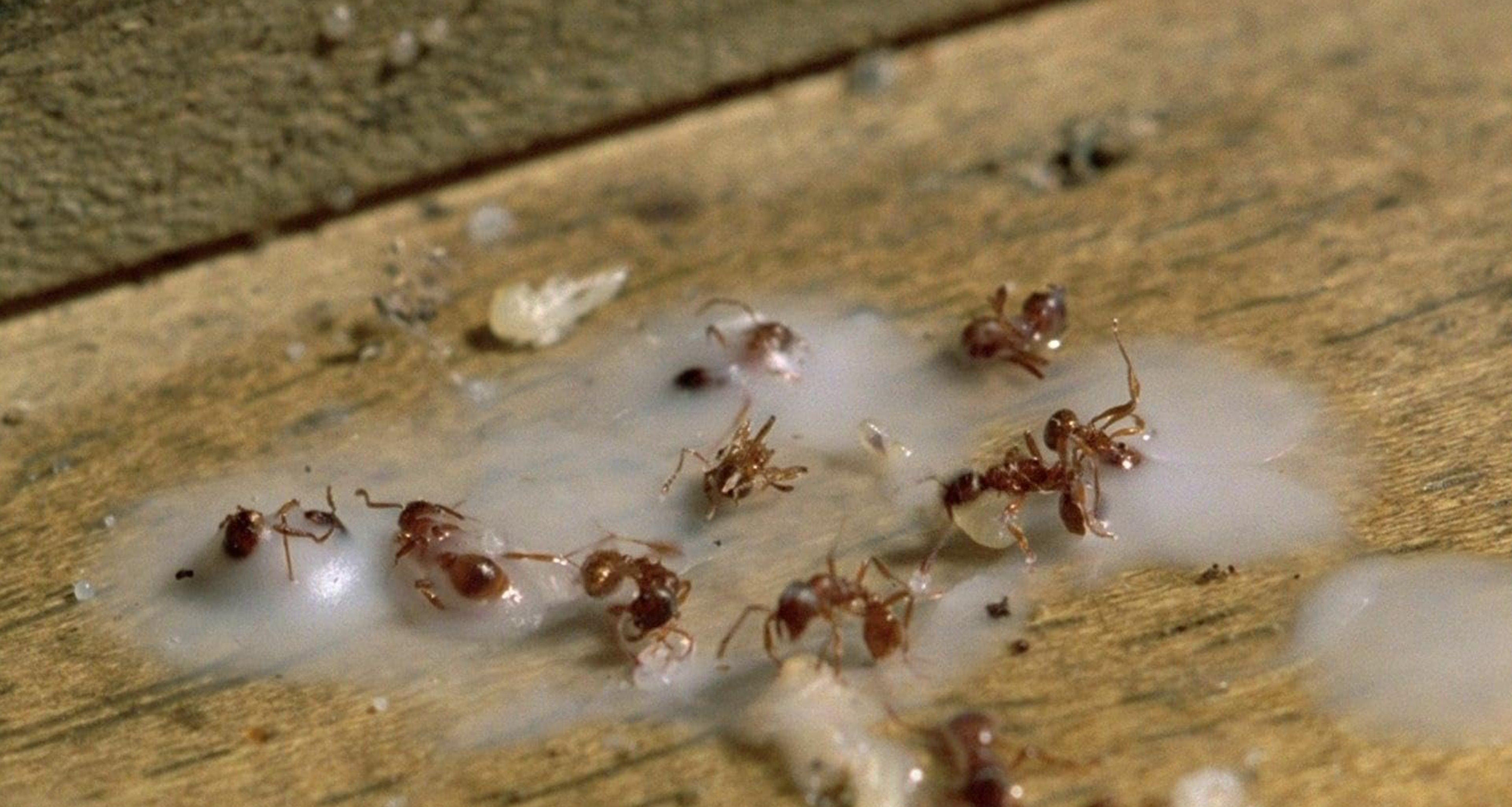 scent of green papapya