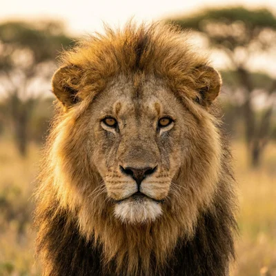 Nano Banana Pro - Majestic Lion