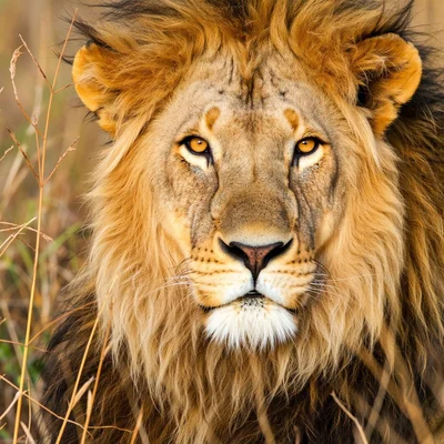 Wan 2.2 Image - Majestic Lion