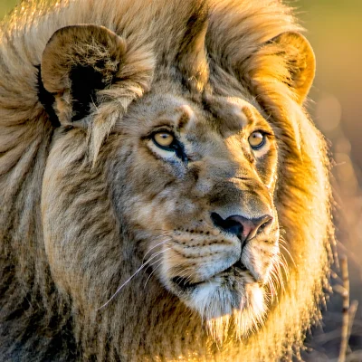 Stable Diffusion 3.5 Large - Majestic Lion