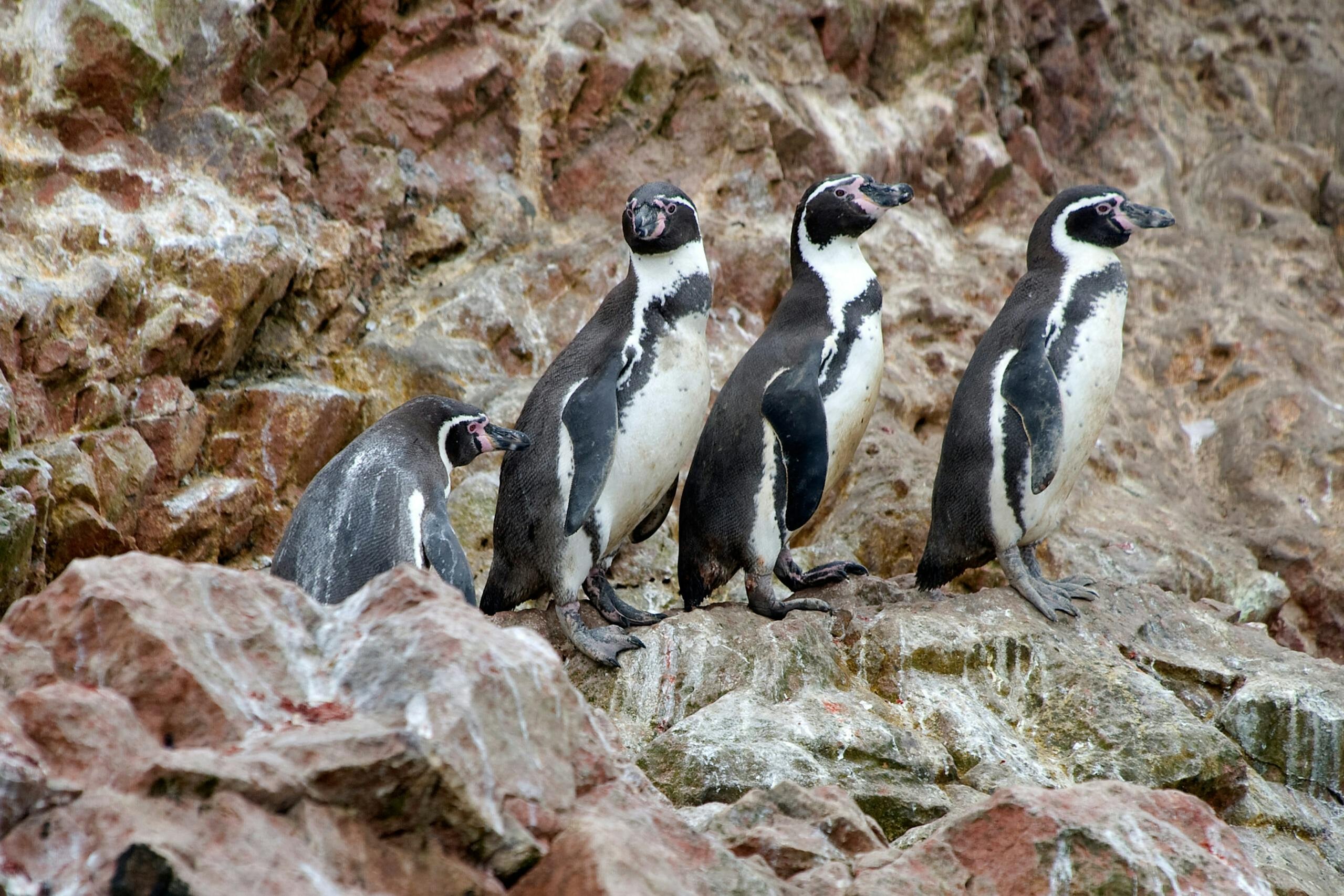 Humboldt penguin flock/Getty Images