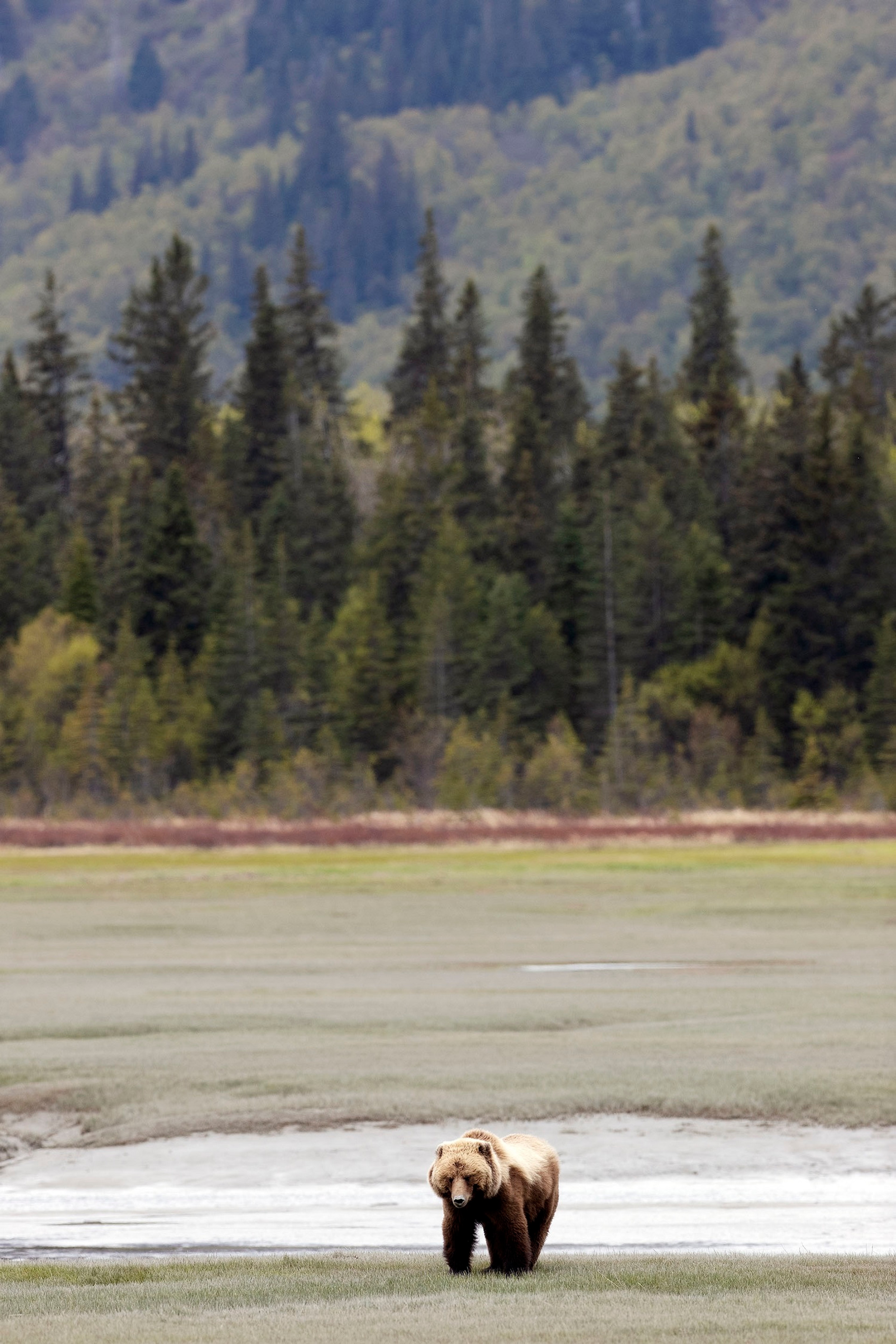 A brown bear searches for food in southeast Alaska./Lucia Griggi