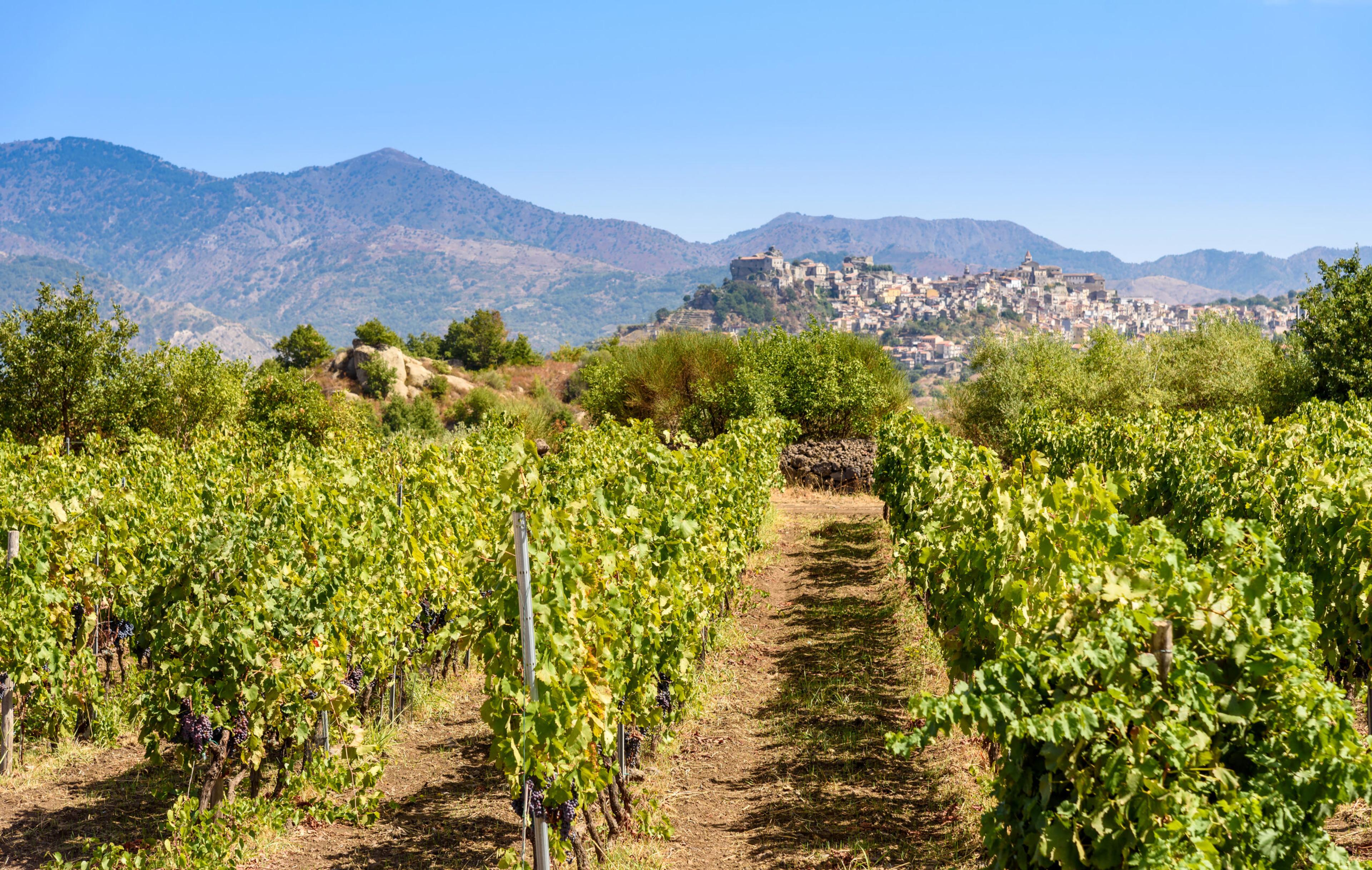 Vineyards near Mt. Etna. The sea breeze and the warm sun make the growing season longer than usual./Shutterstock