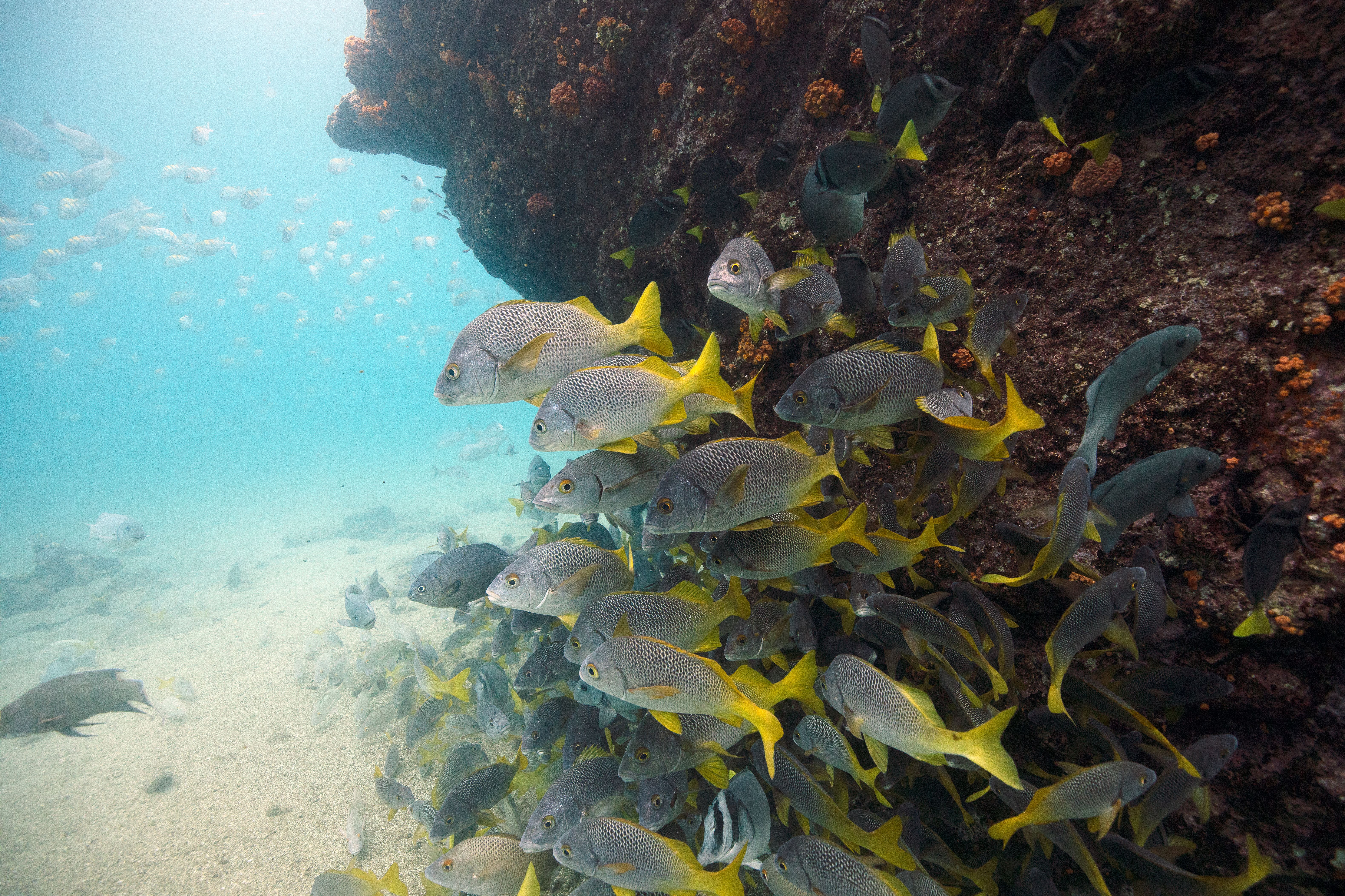 Here’s Why Freediving in the Galápagos is Like Constant Meditation