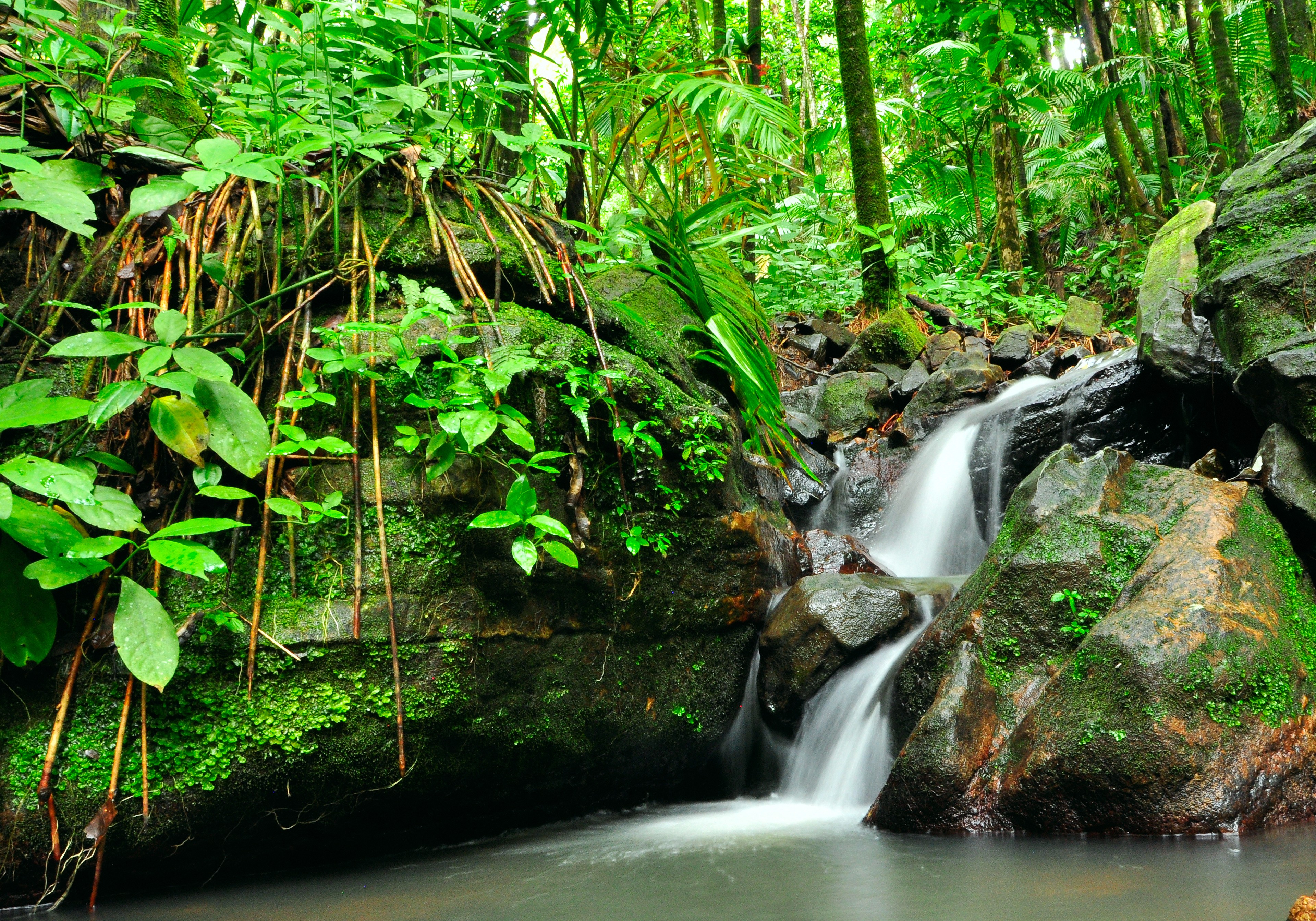 In Puerto Rico, a waterfall is not an unusual site in its El Yunque rainforest/Shutterstock