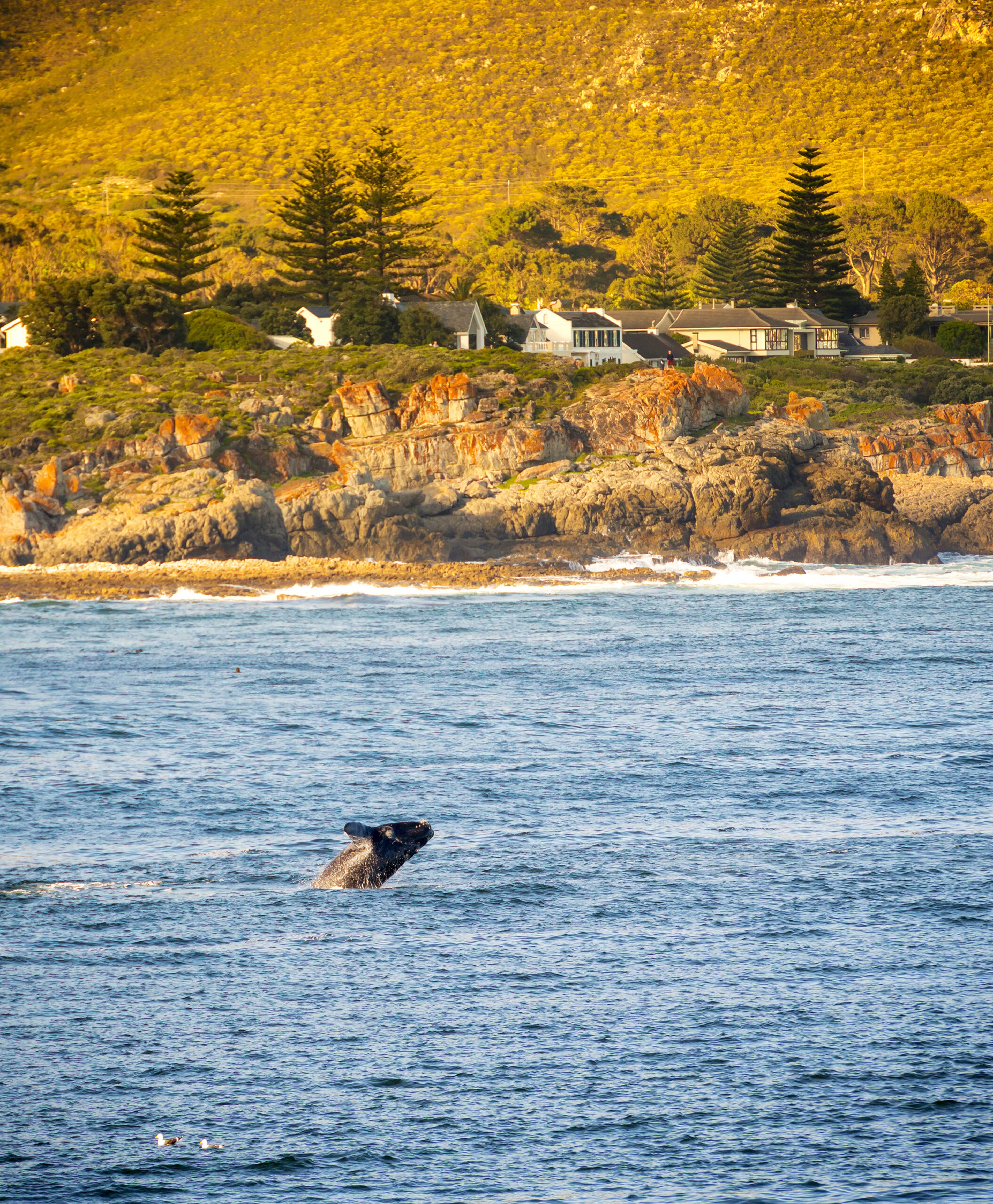 Whale off Hermanus, South Africa, a popular spot for whale watching./Shutterstock