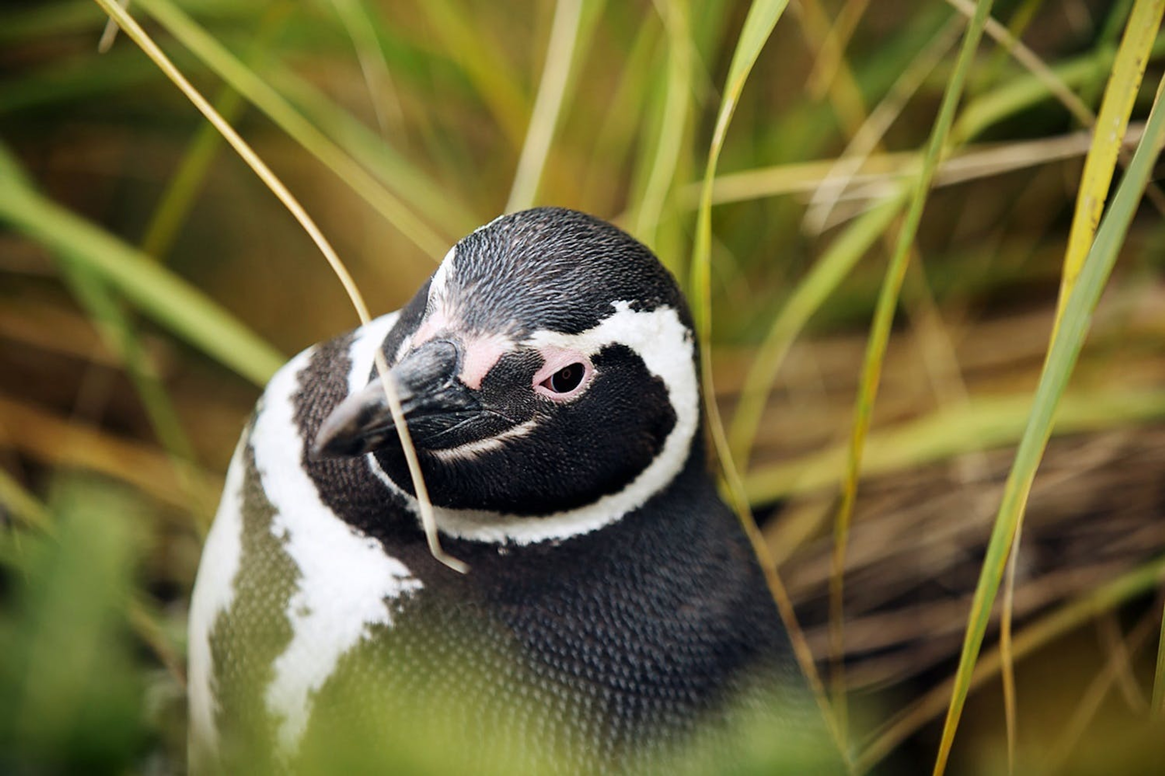 Port Stanley penguin tours are a popular way to admire the region's wildlife./Denis Elterman