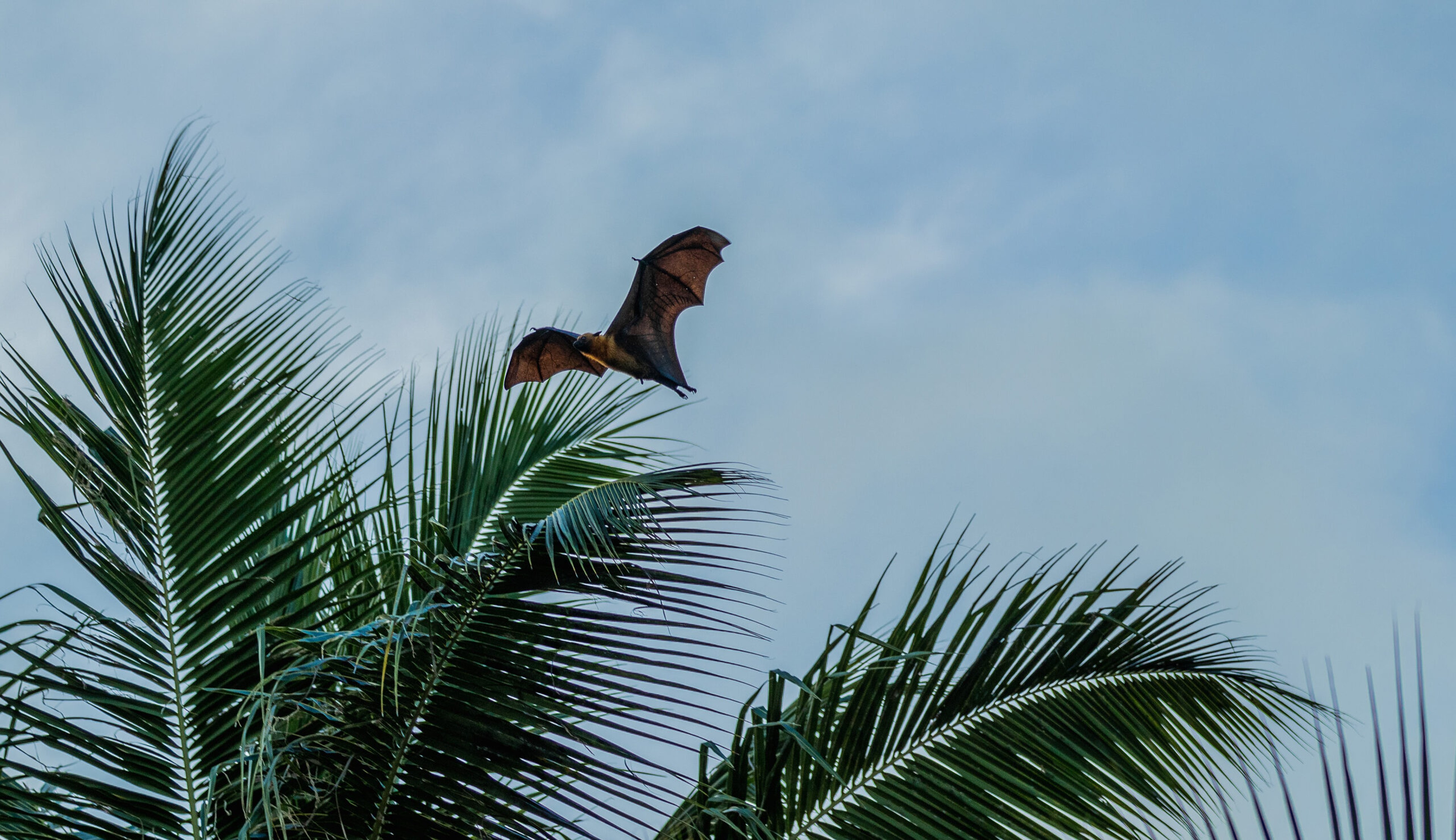 The Seychelles' flying fox, the largest in the bat family. Its wingspan may measure as much as 5 feet./Shutterstock