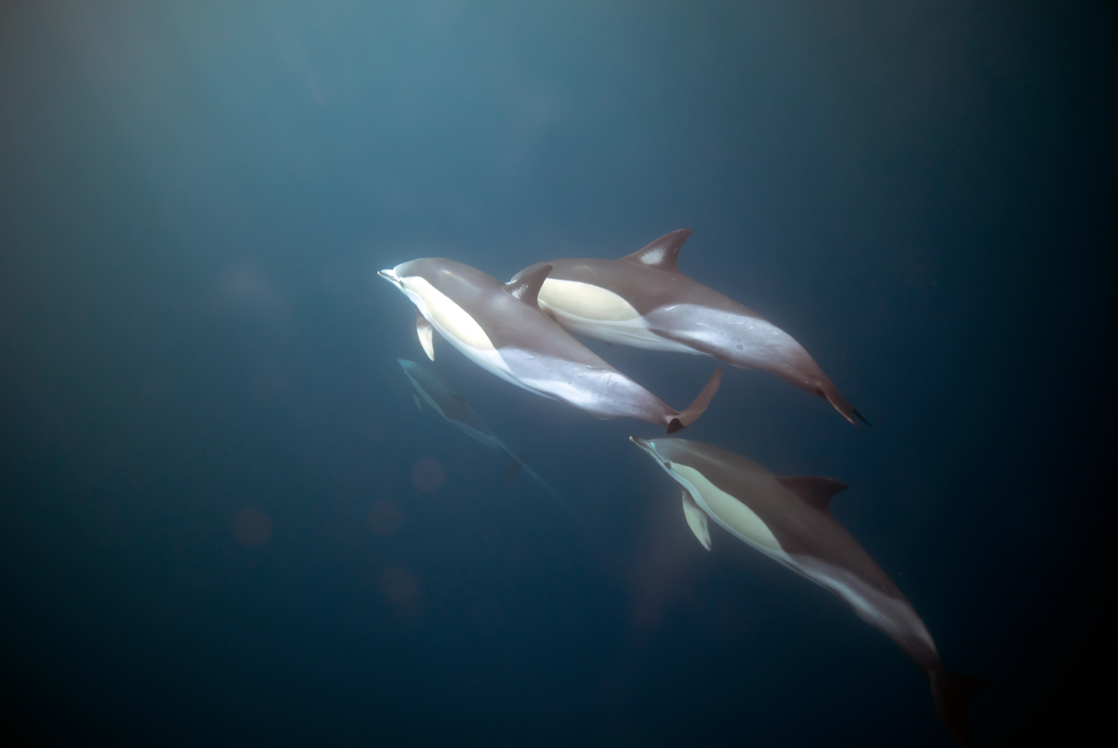 Griggi saw wild dolphins going about their day in the North Atlantic Ocean./Lucia Griggi