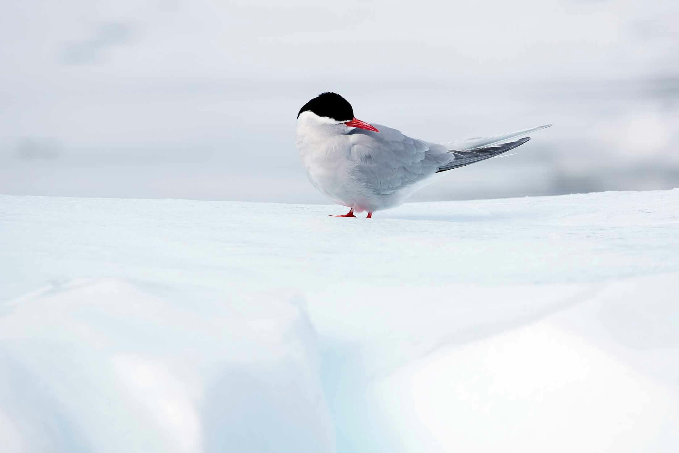 An Arctic Tern in Paradise Bay, Antarctica/Andrew Shiva