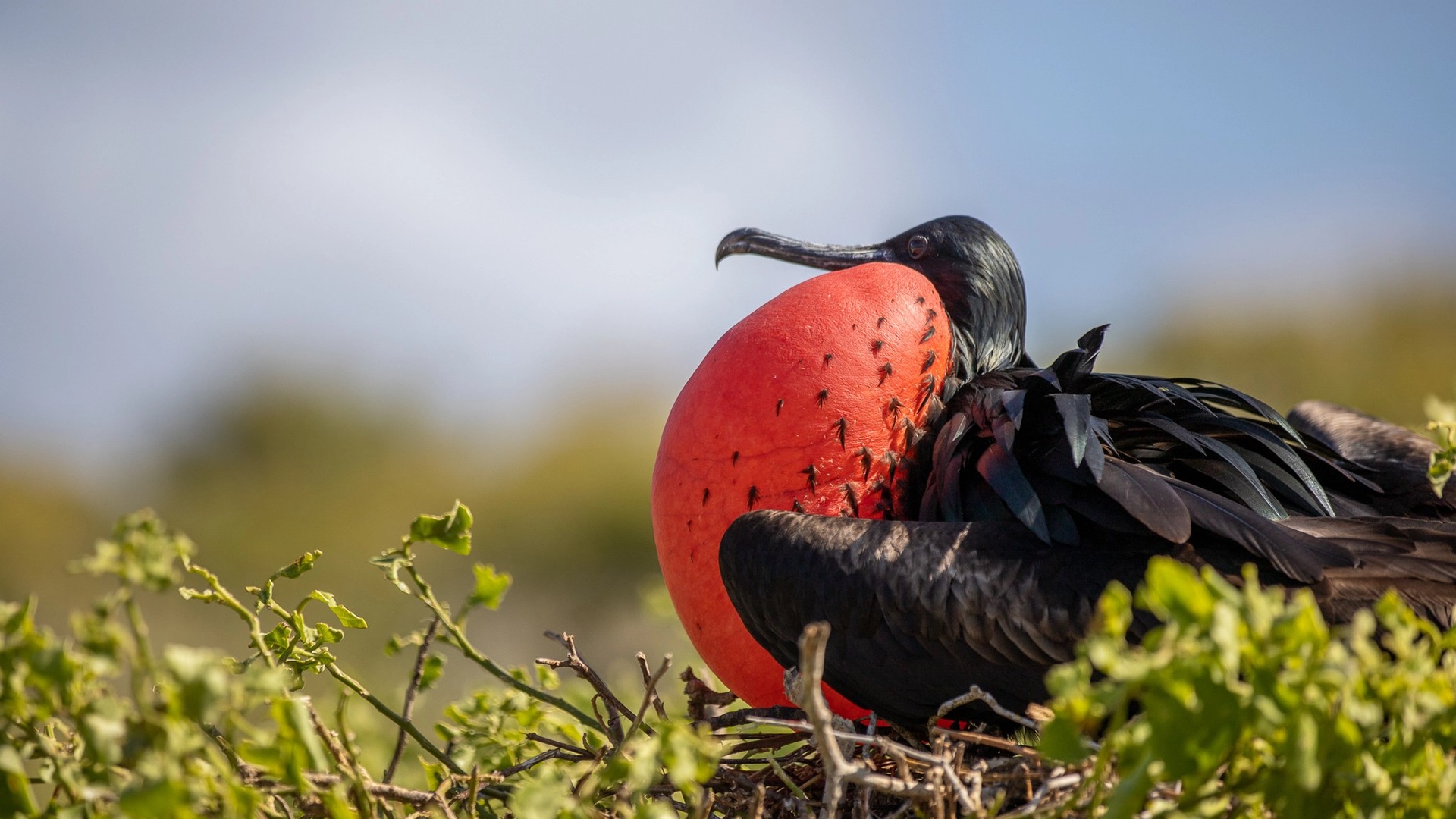 In the Galápagos, There’s Something Supernatural About Frigate Birds