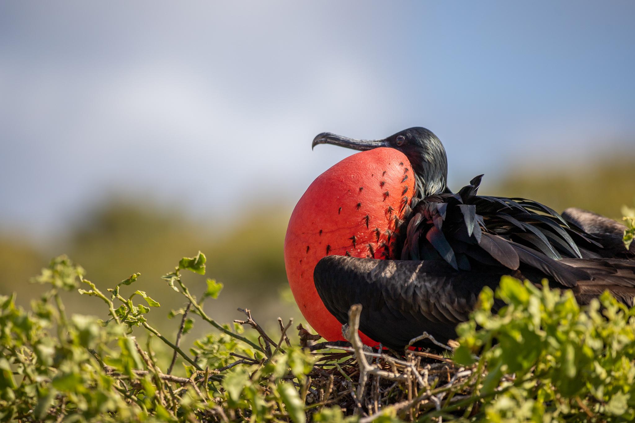 Frigate bird's mating call in Galapagos. Photo by Peter Shanks