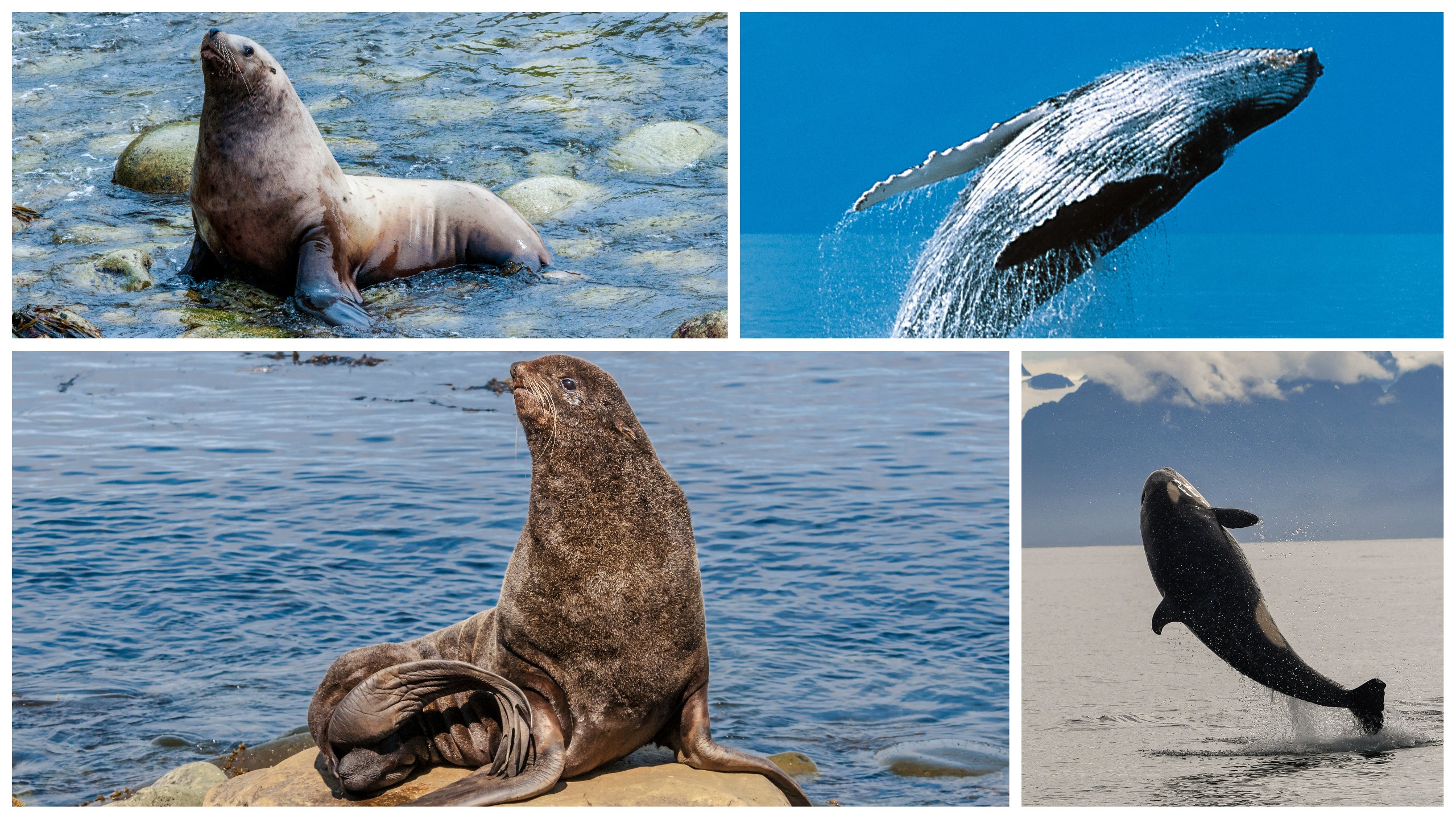 Clockwise from top left: Seal, Humpback whale, Orca whale and sea lion in Alaska./Shutterstock