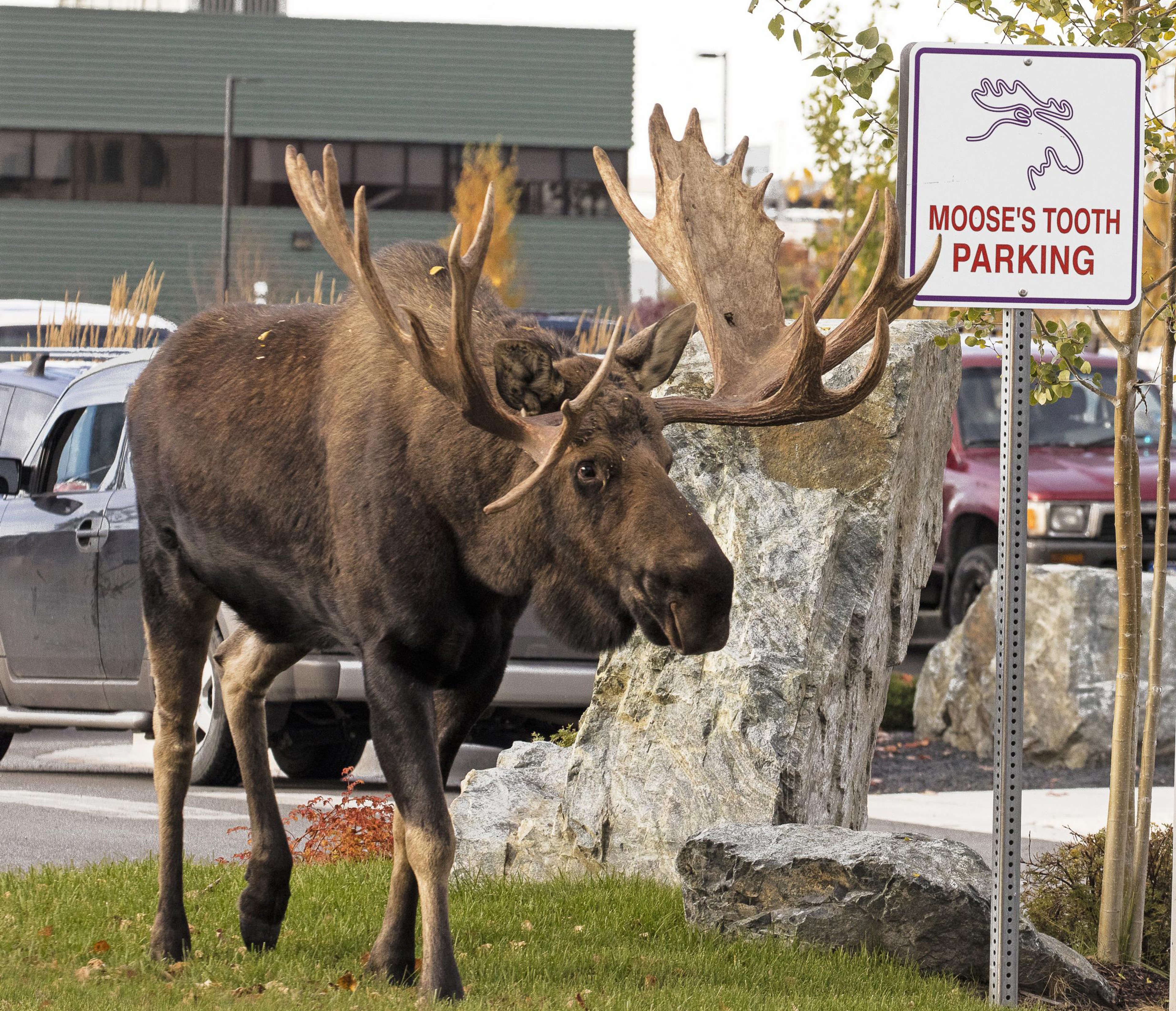 A bull moose checks out Moose's Tooth Pub and Pizzeria in Anchorage, Alaska, thus proving the answer to the question posted in the text immediately below this caption. Photo by Donna Dewhurst/courtesy Visit Anchorage
