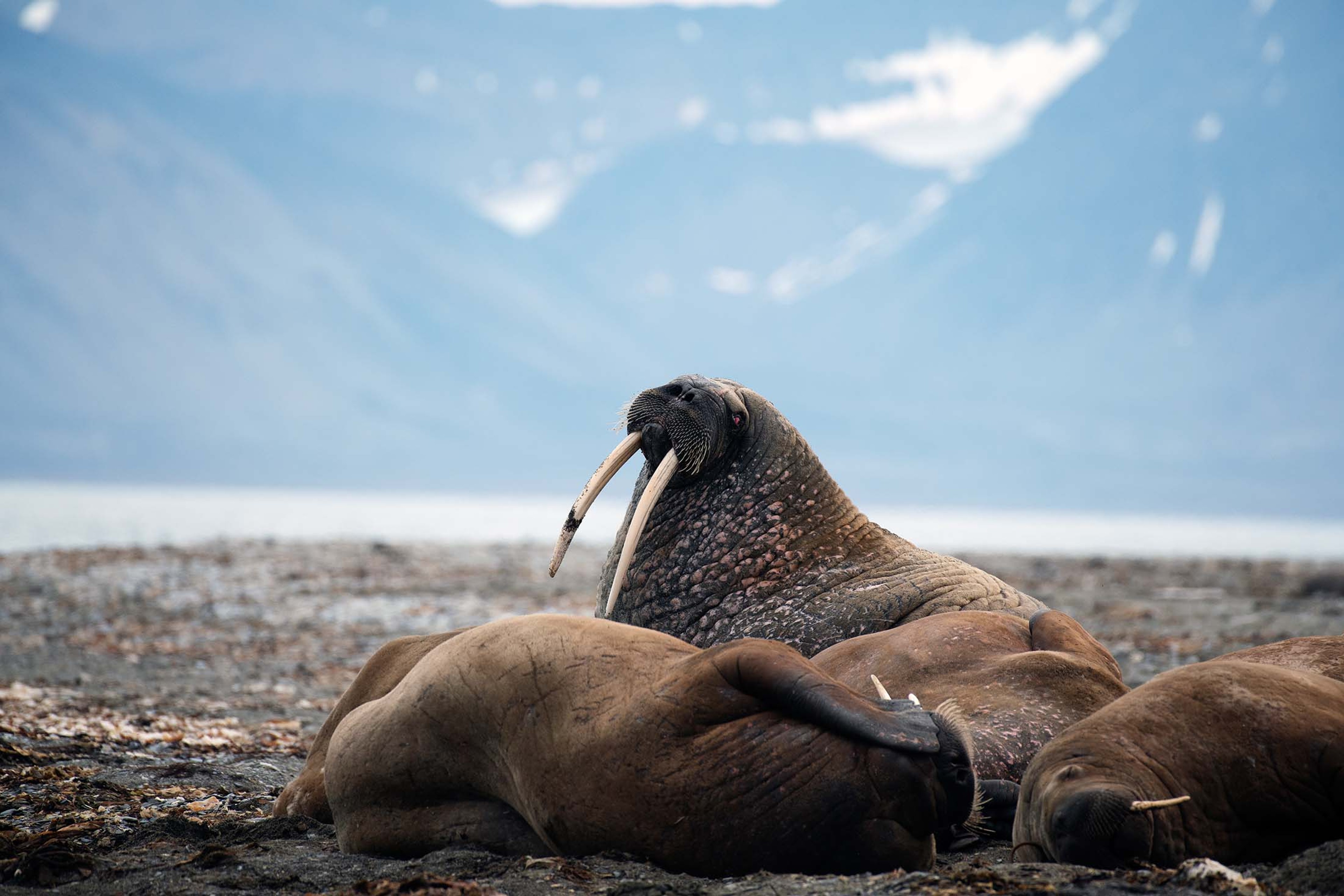 Resting walruses in Poolepynten, Svalbard./Lucia Griggi
