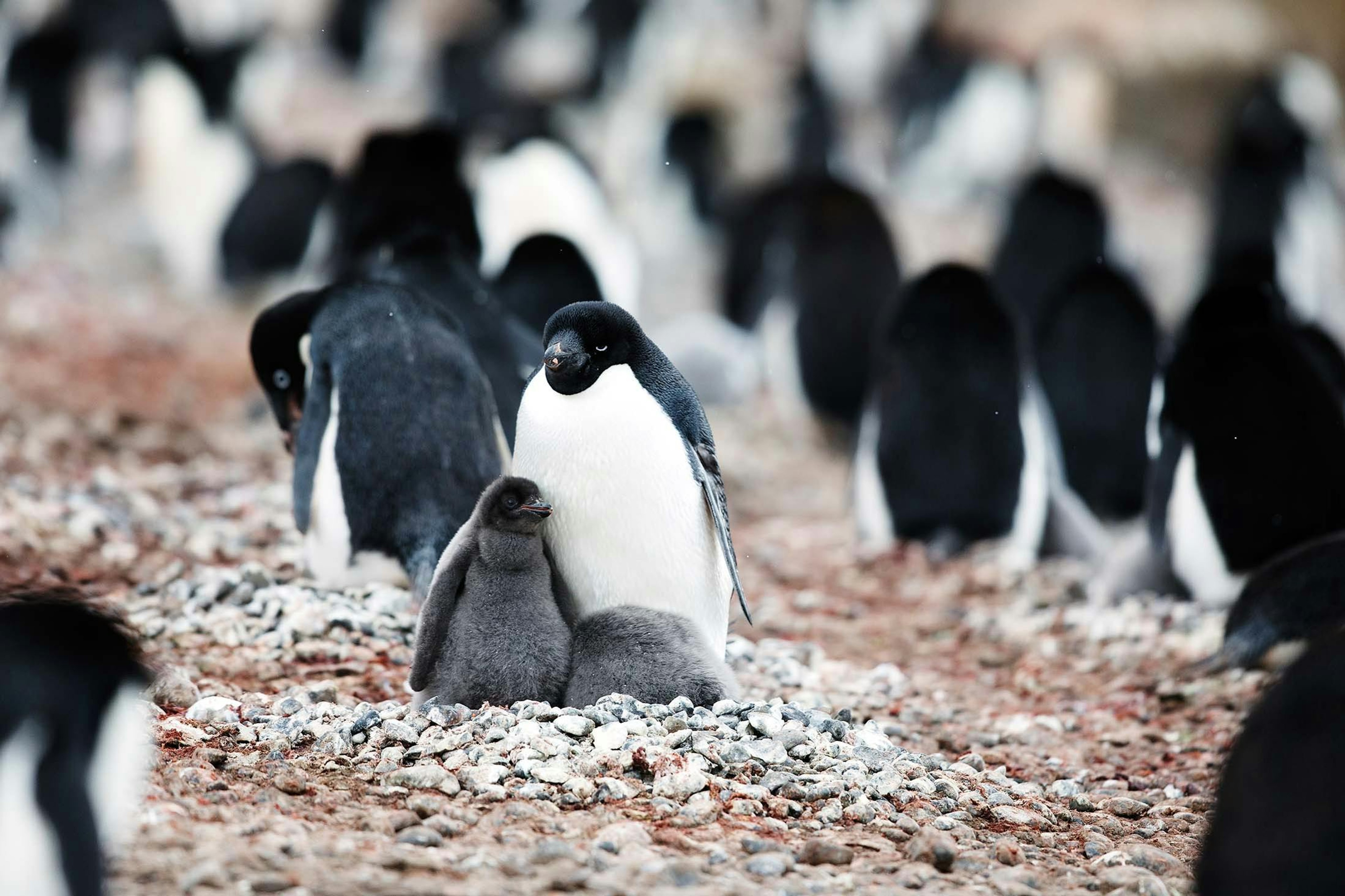 An Adélie Penguin and its chicks, Brown Bluff, Antarctica/Lucia Griggi