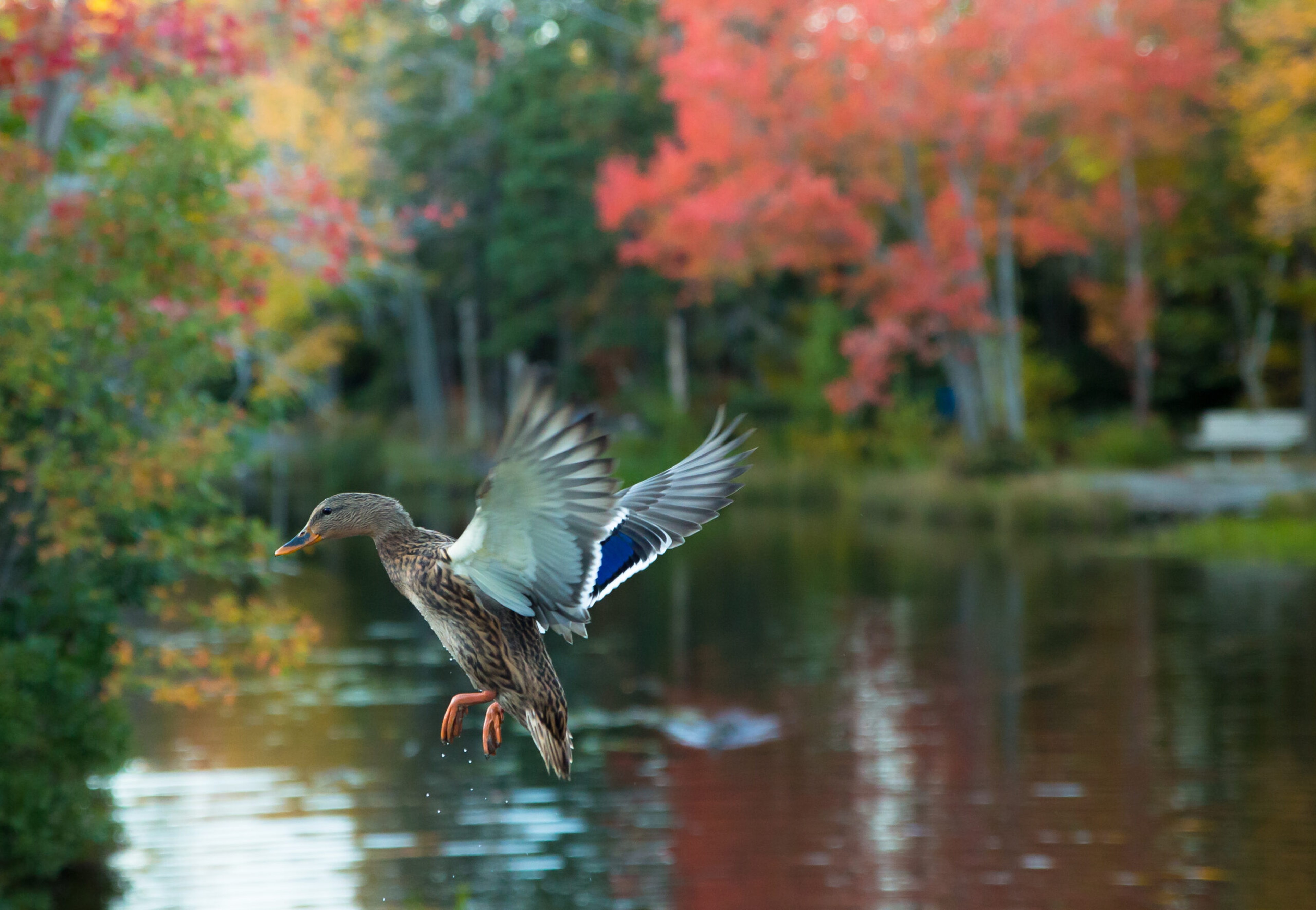 A mallard in early fall in Halifax, Nova Scotia, a stop on some Canada New England foliage cruises./Shutterstock