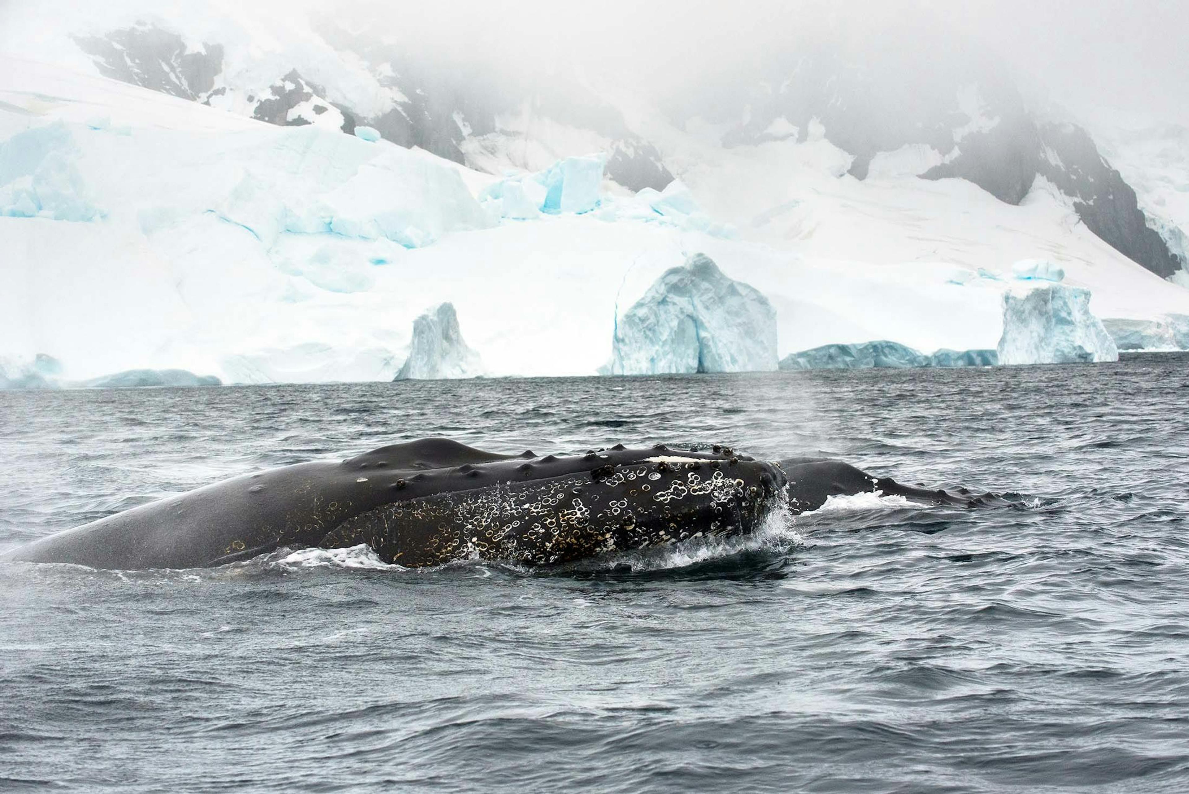 Two inquisitive humpback whales approach a Zodiac near Danco Island, Antarctica./Denis Elterman