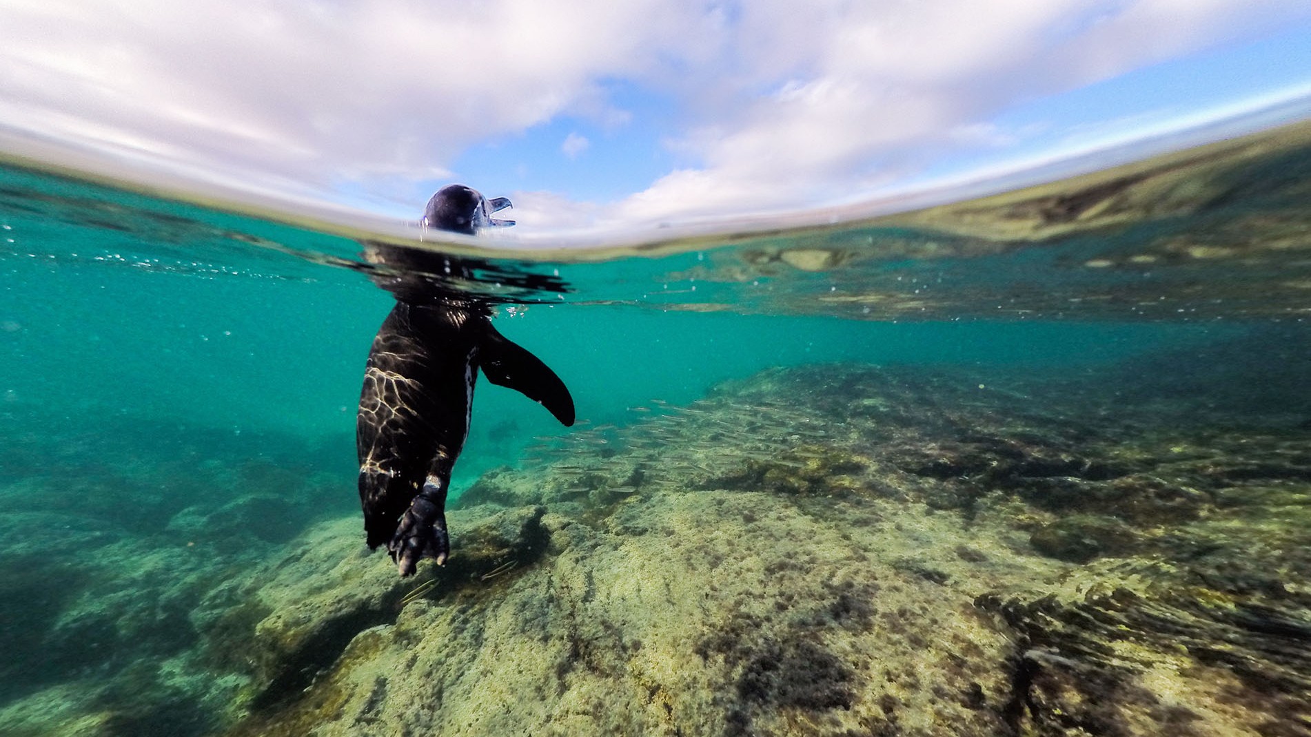 Swimming with Galapagos Penguins