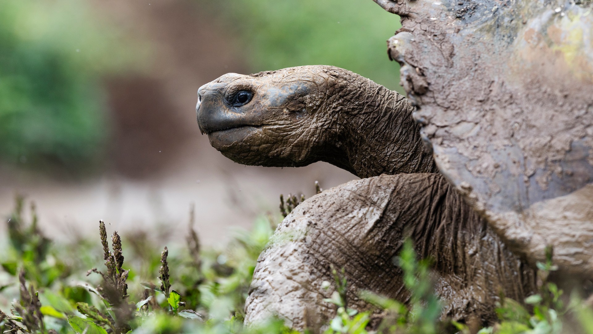 Sustainability in Ecuador: On a Farm, Coffee and Giant Tortoises Live in Harmony